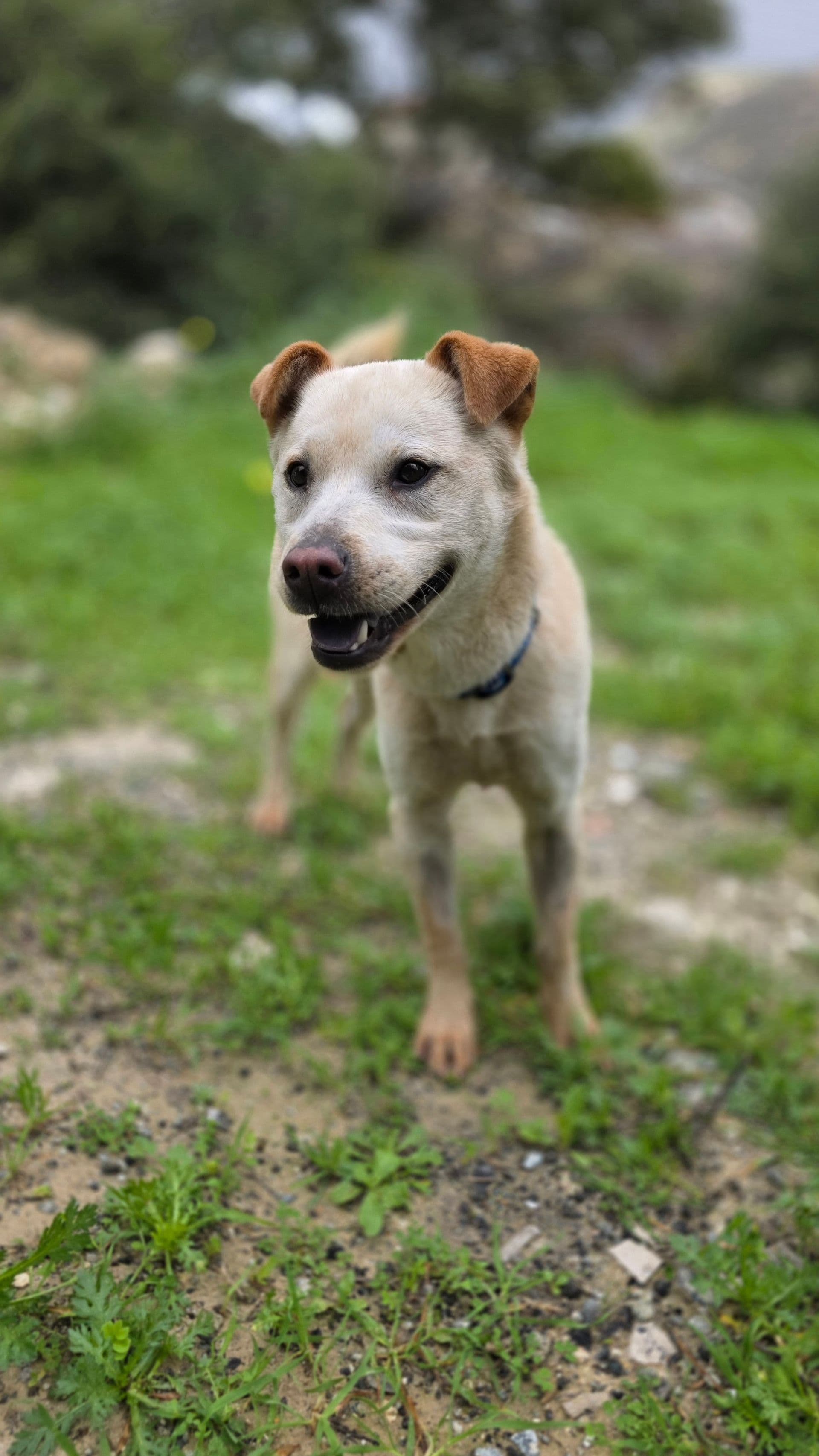 Bear the rescue dog