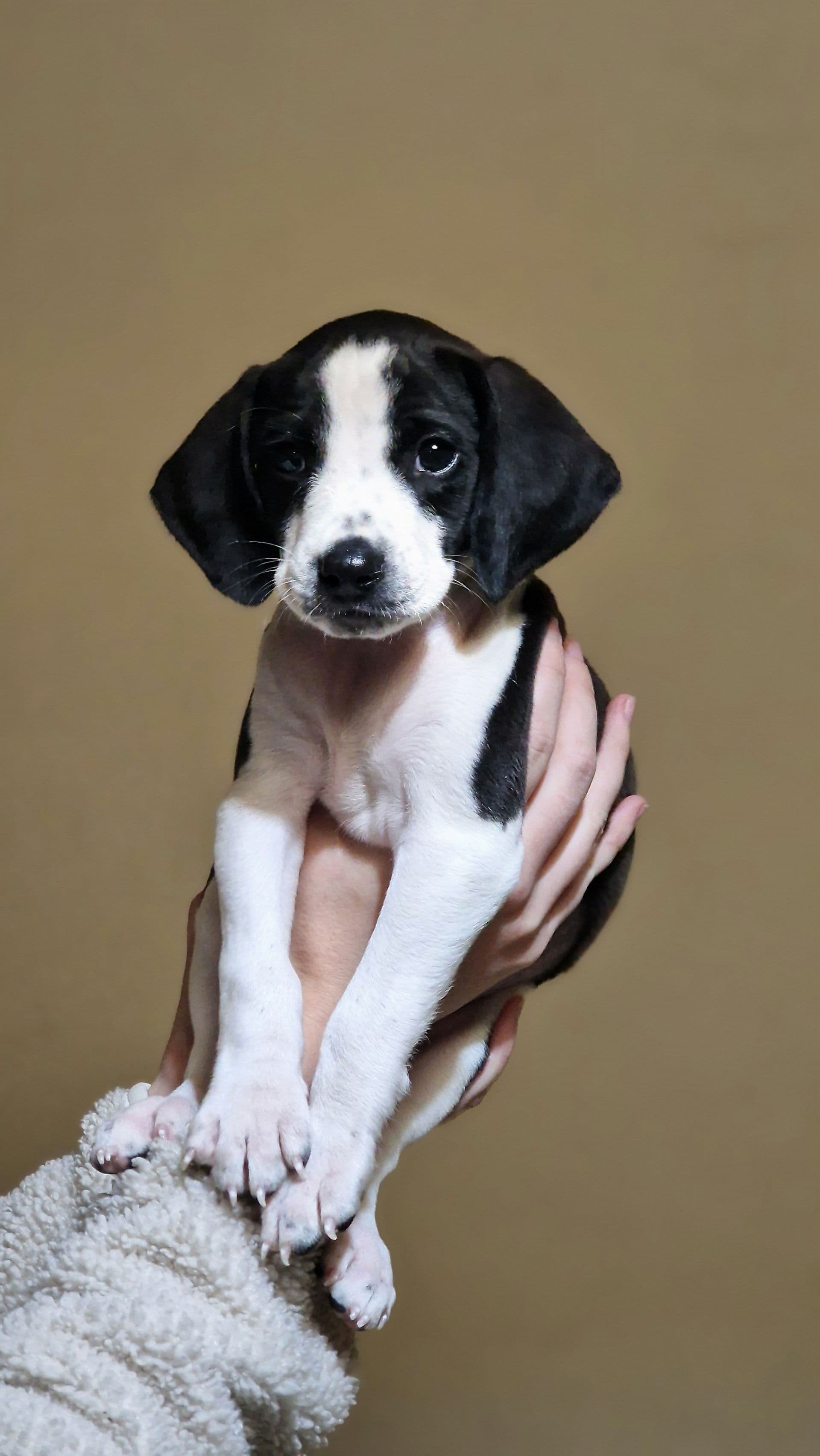 Rocky Balboa – thumbnail 2
