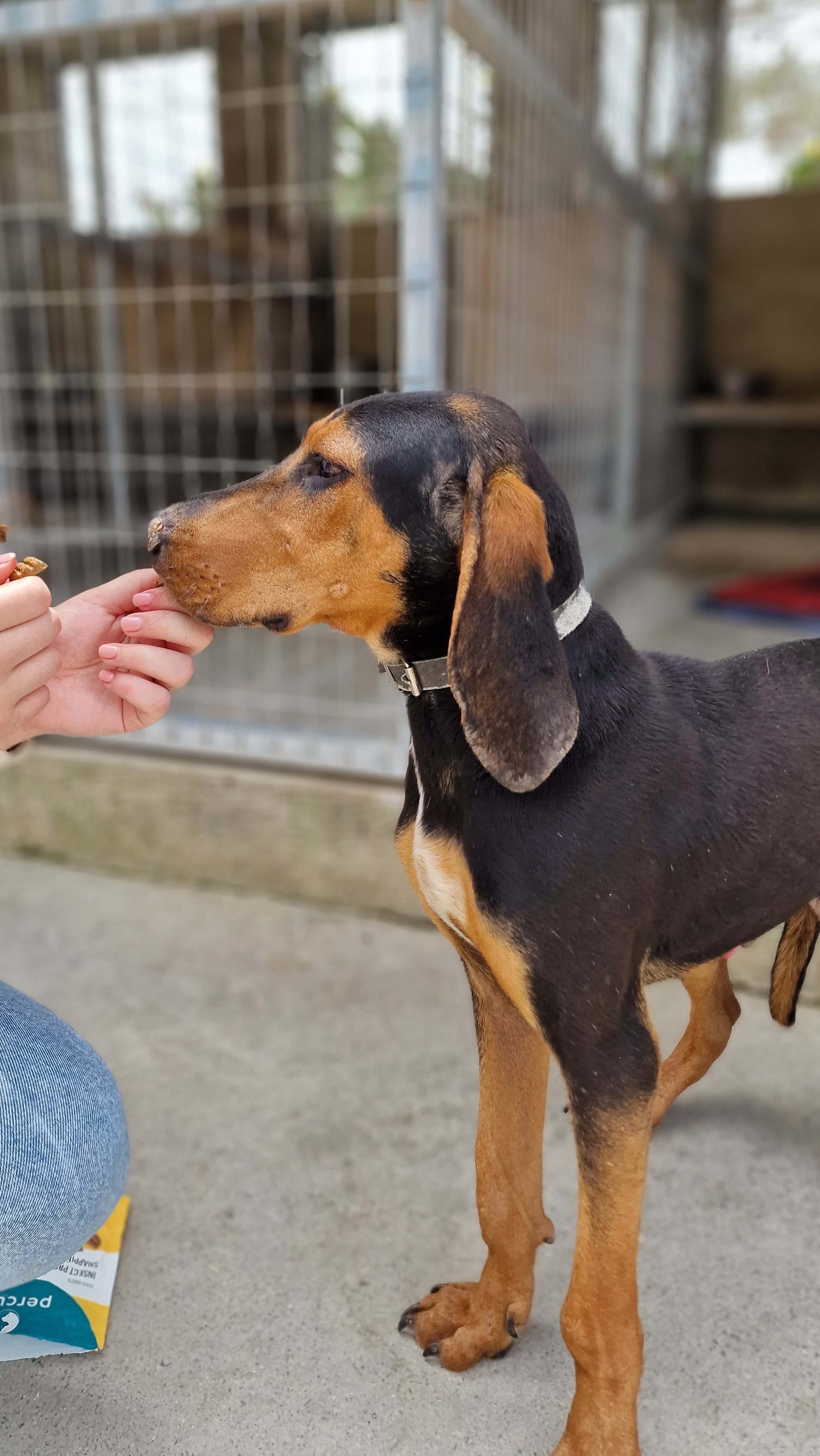 Dobbie – thumbnail 3