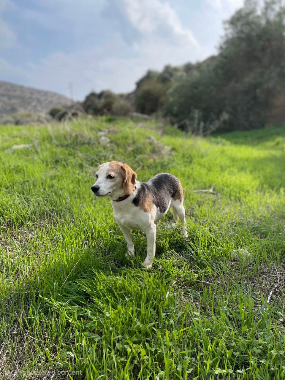 Bella – photo 1 background