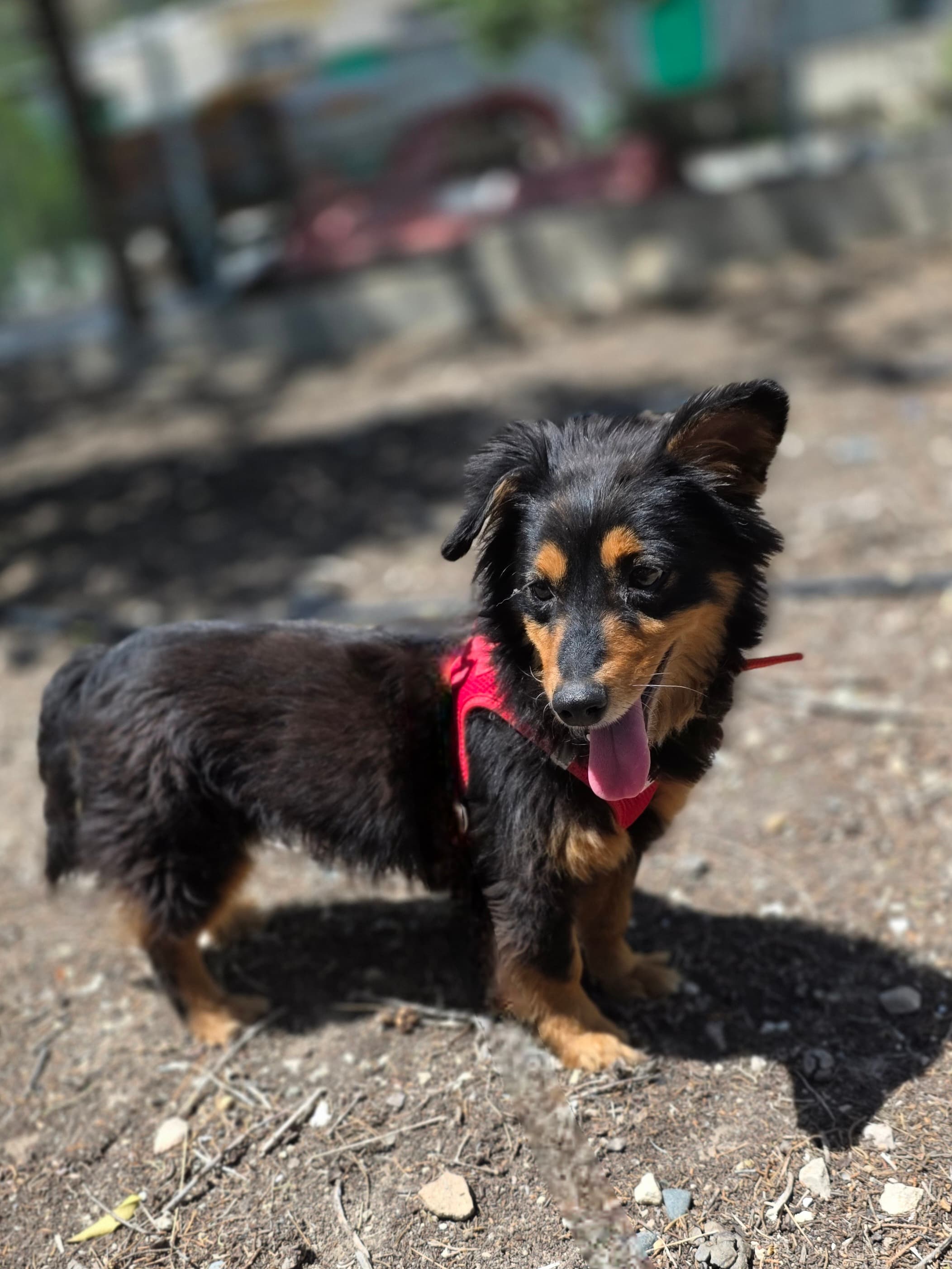 Betty – thumbnail 2