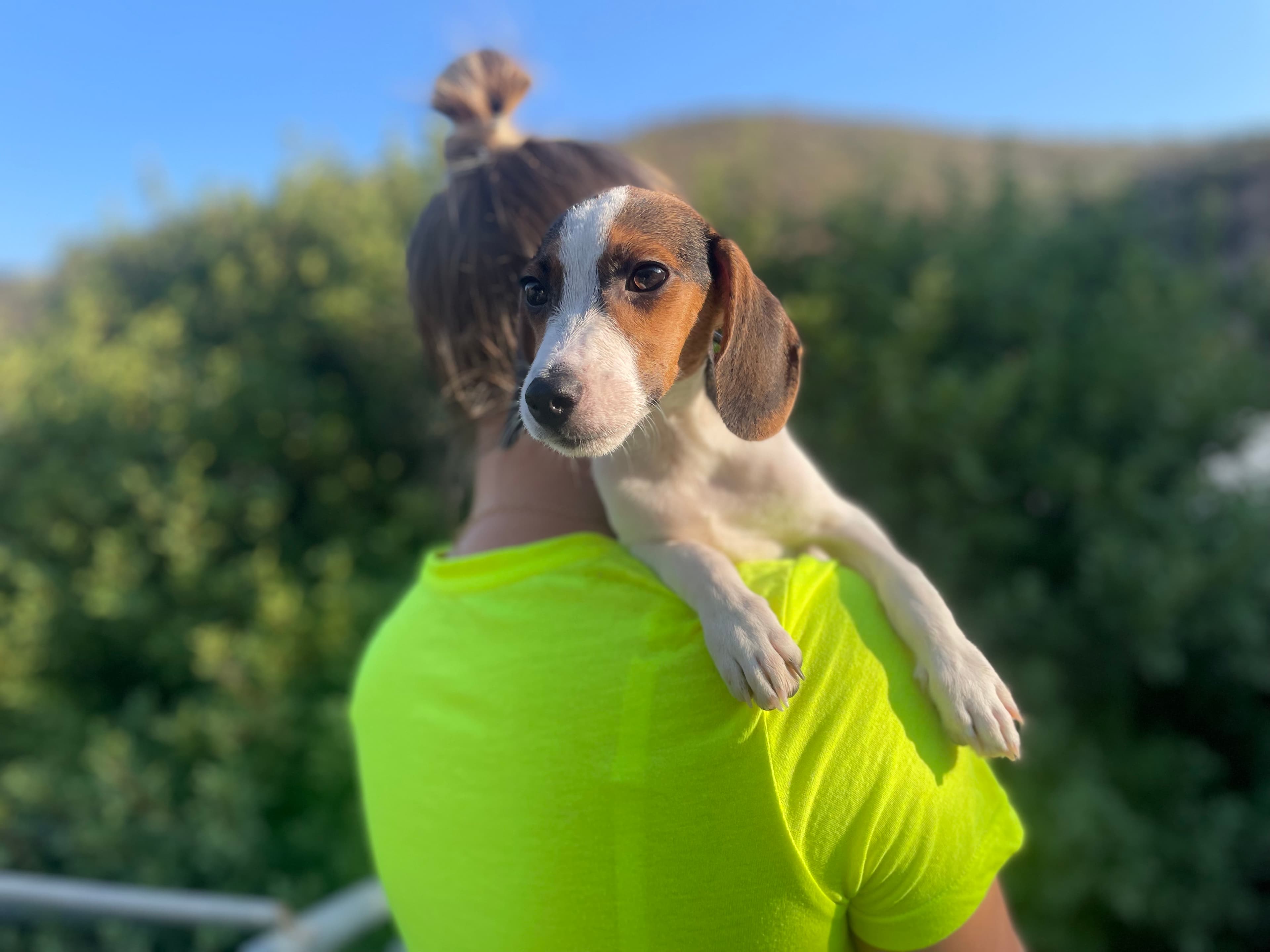 Chip – thumbnail 2