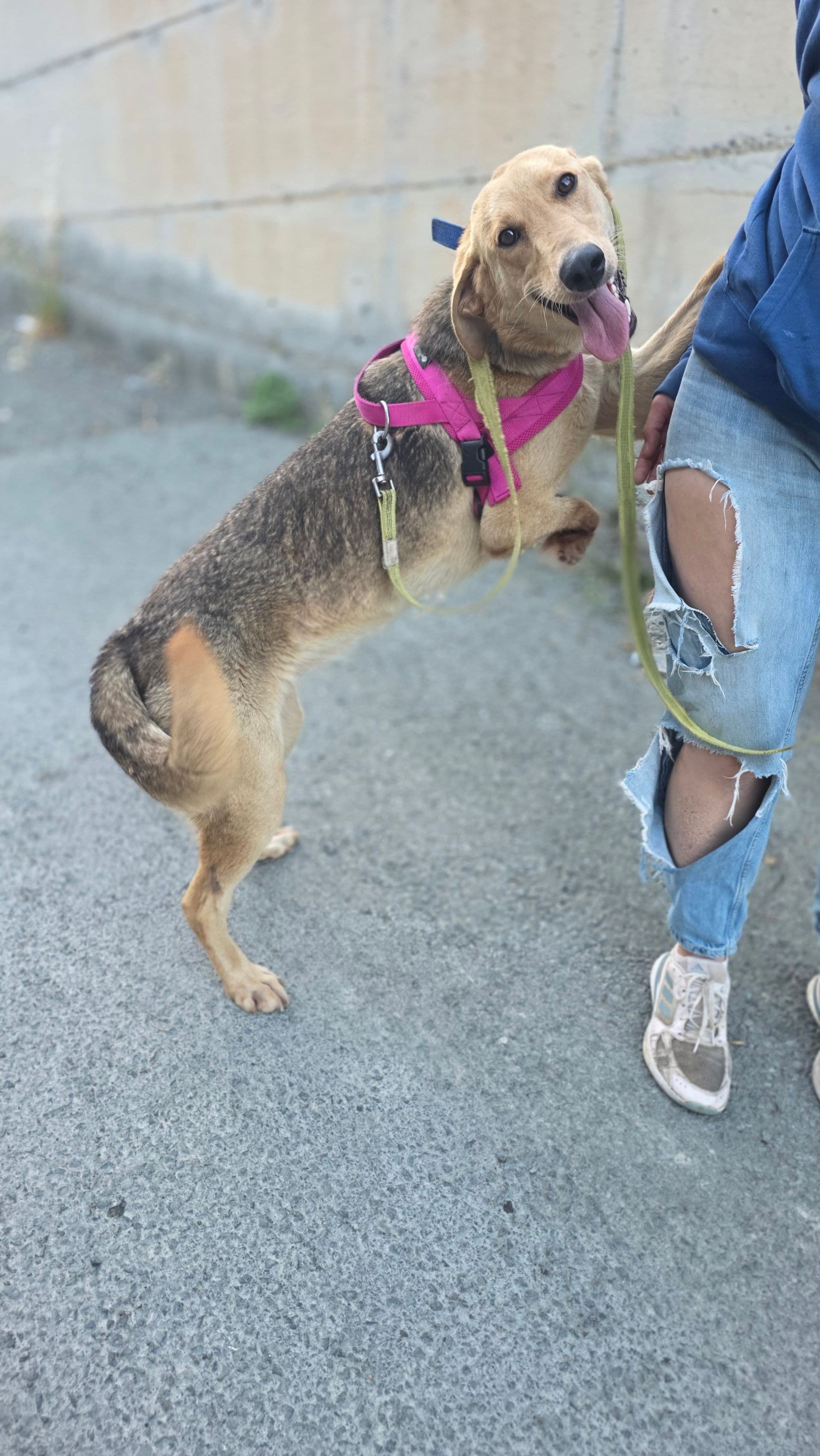 Goldie – thumbnail 3