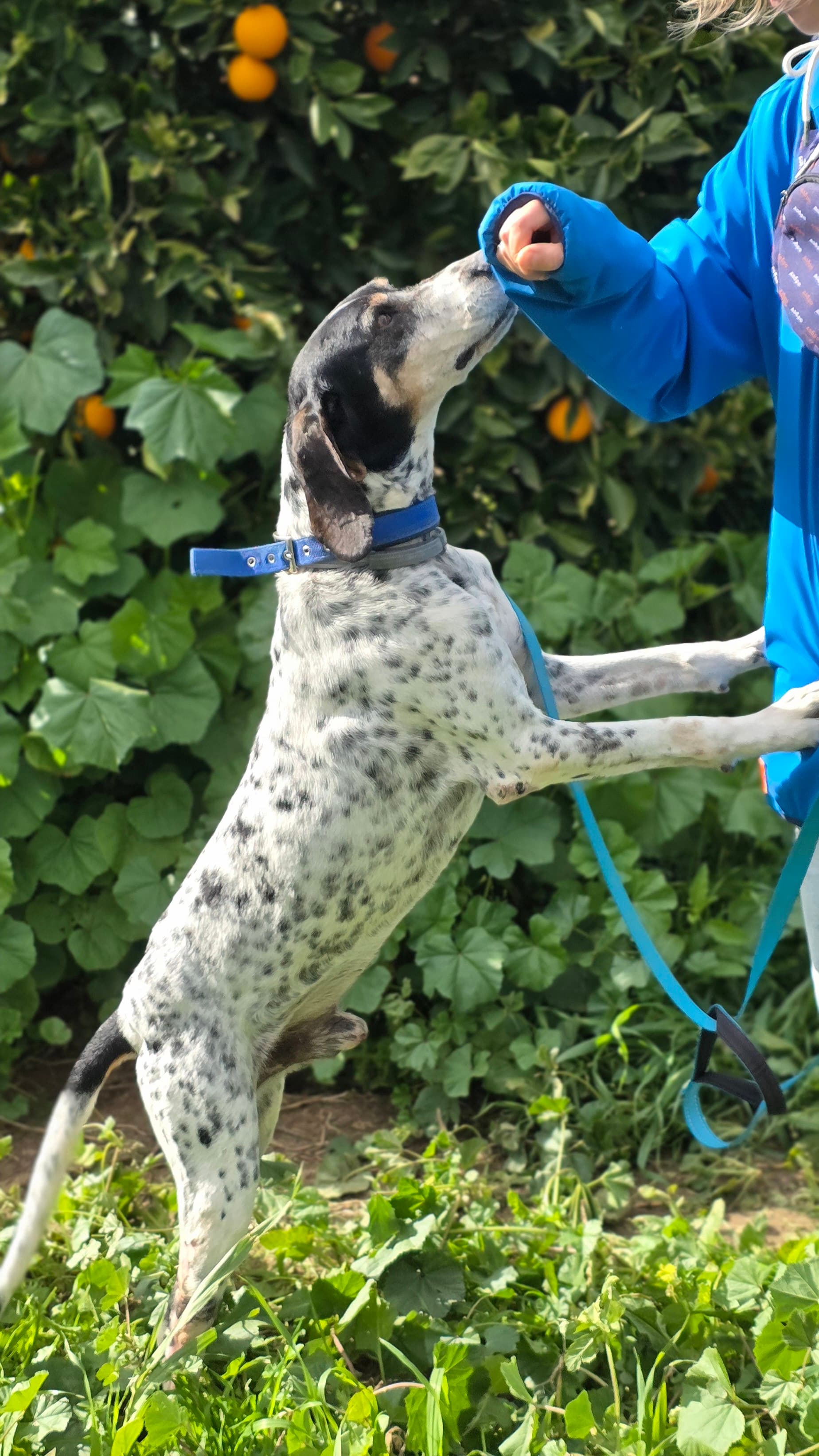 Dixie – thumbnail 4