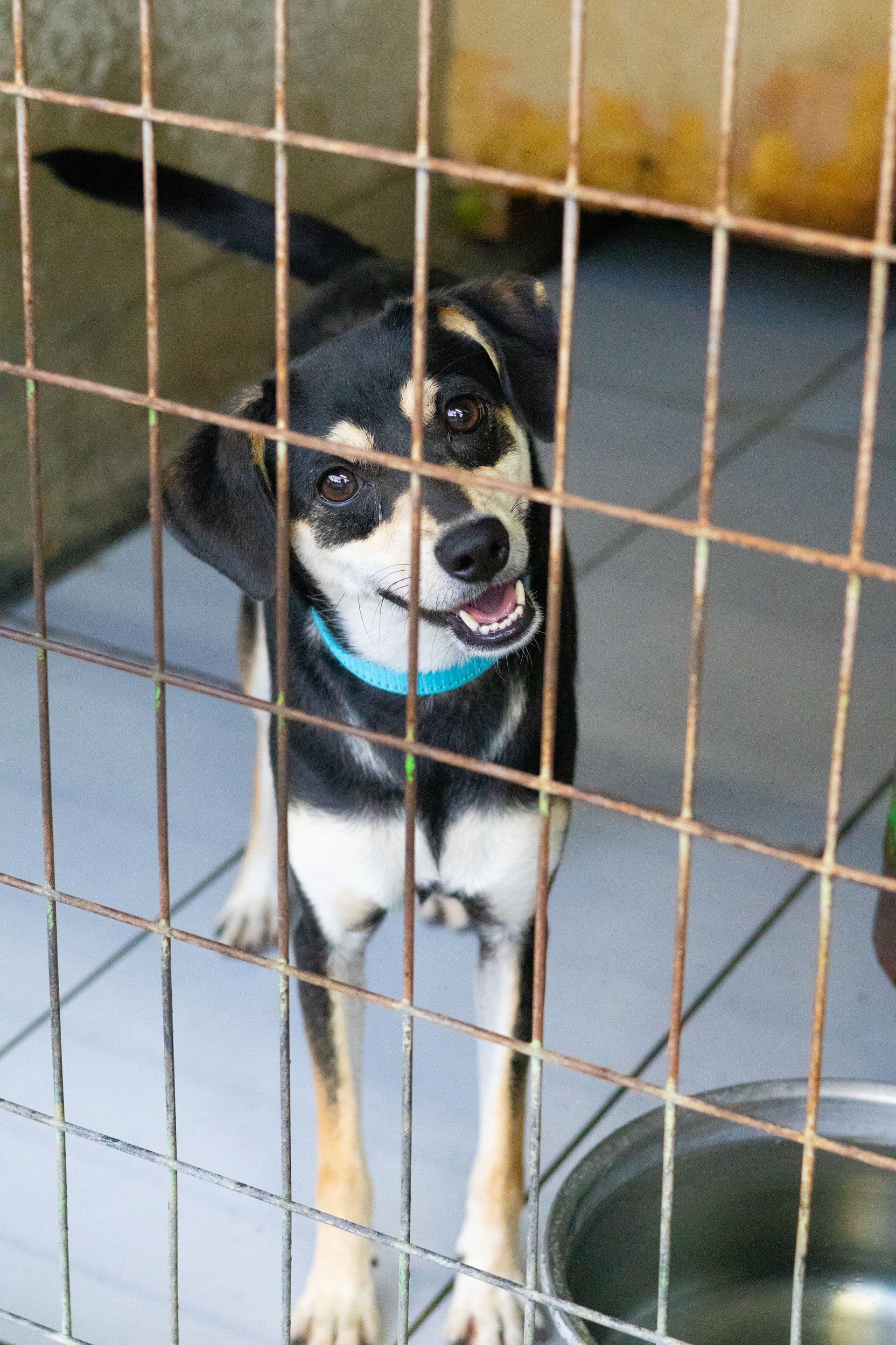 Mike, mixed-breed rescue dog in Cyprus, photo 4