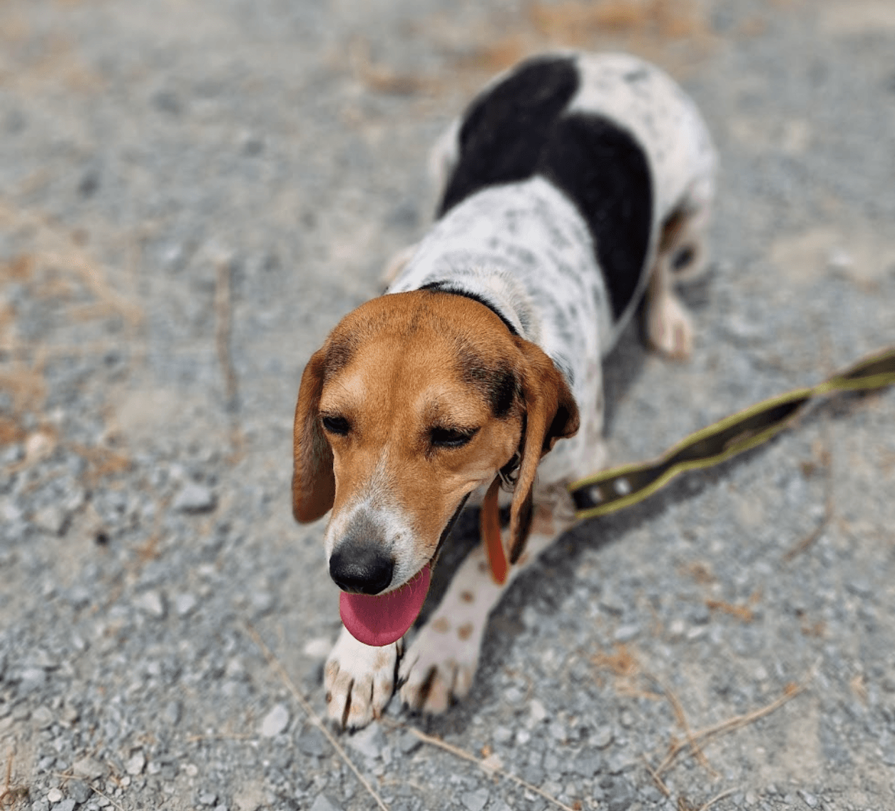 Bella – thumbnail 2