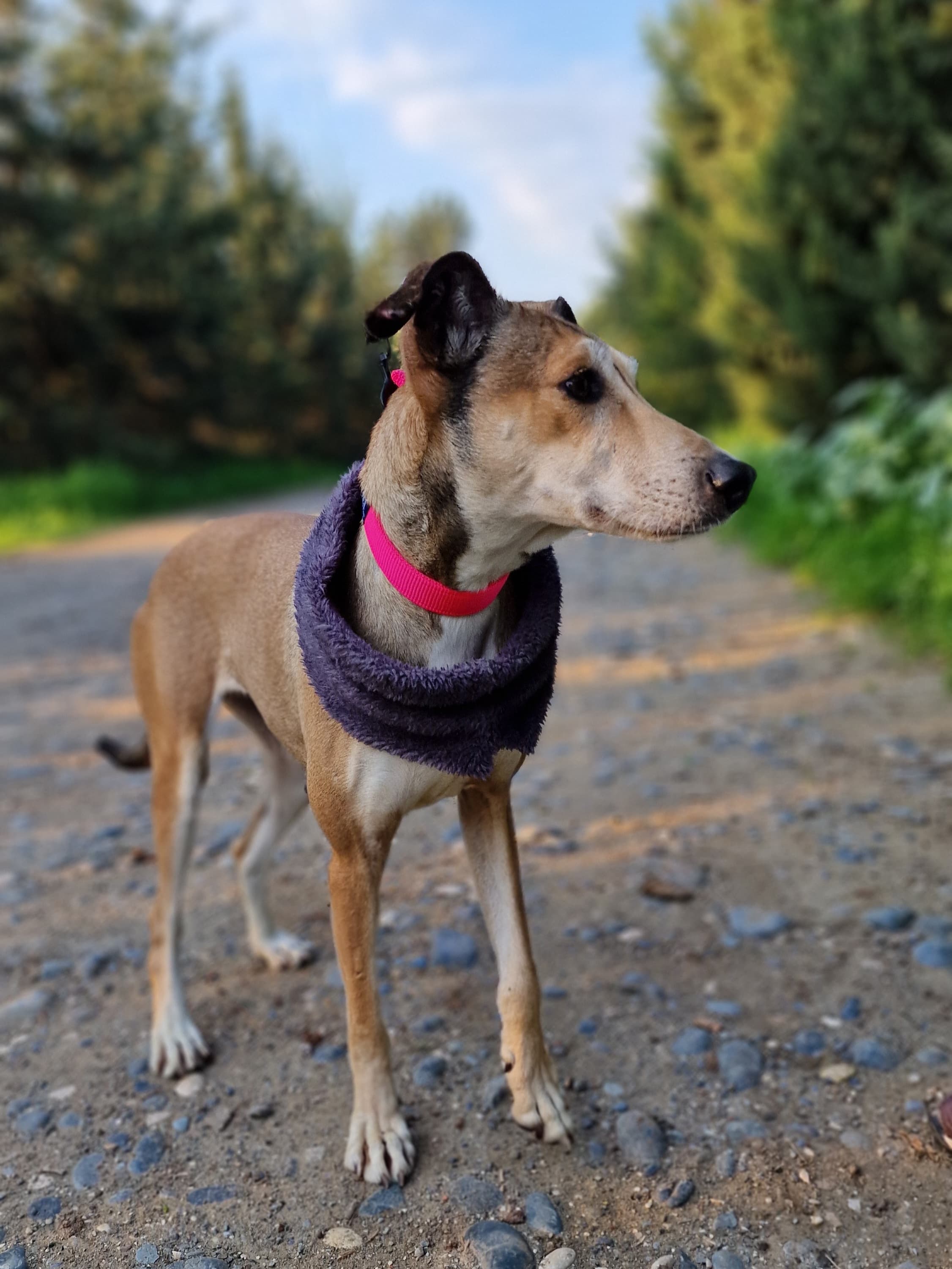 Lucy – thumbnail 3