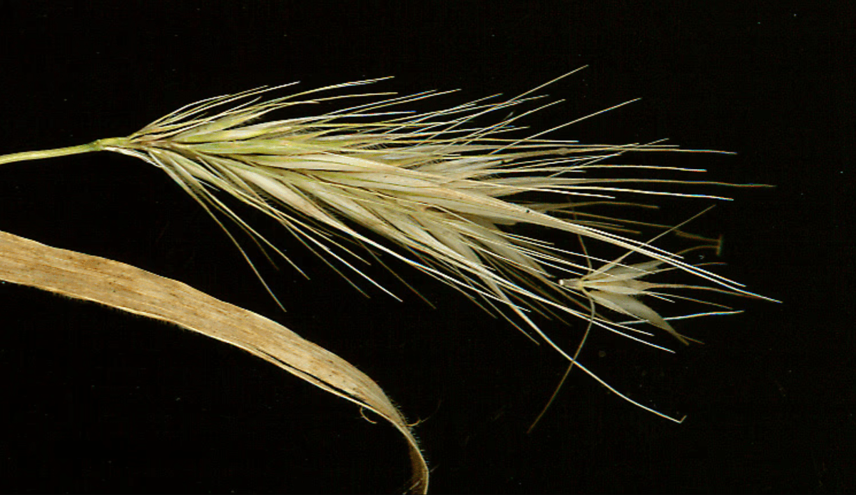 Attention dog owners in Cyprus - Beware of Foxtail Grass