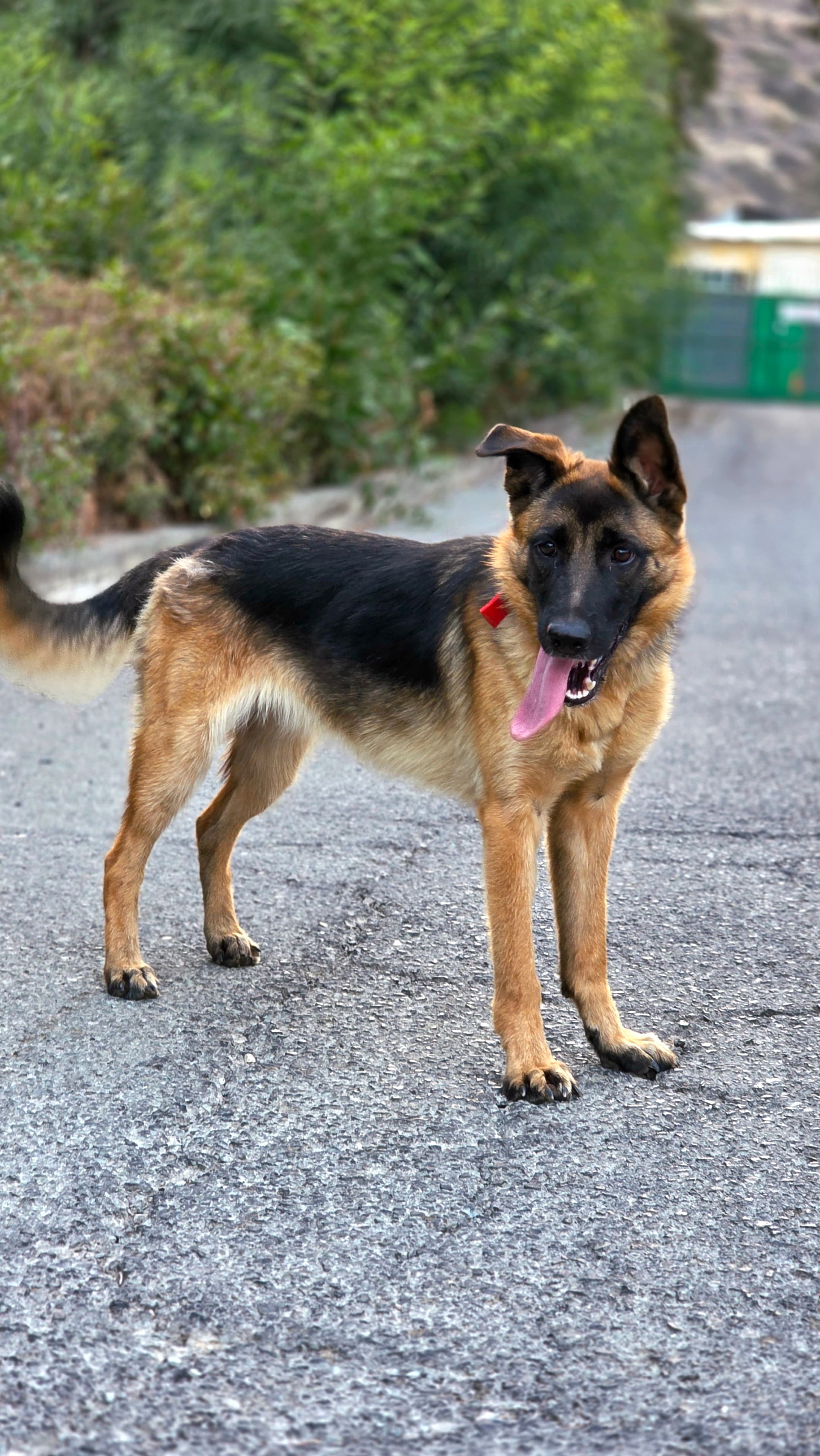 Nala – photo 1 background