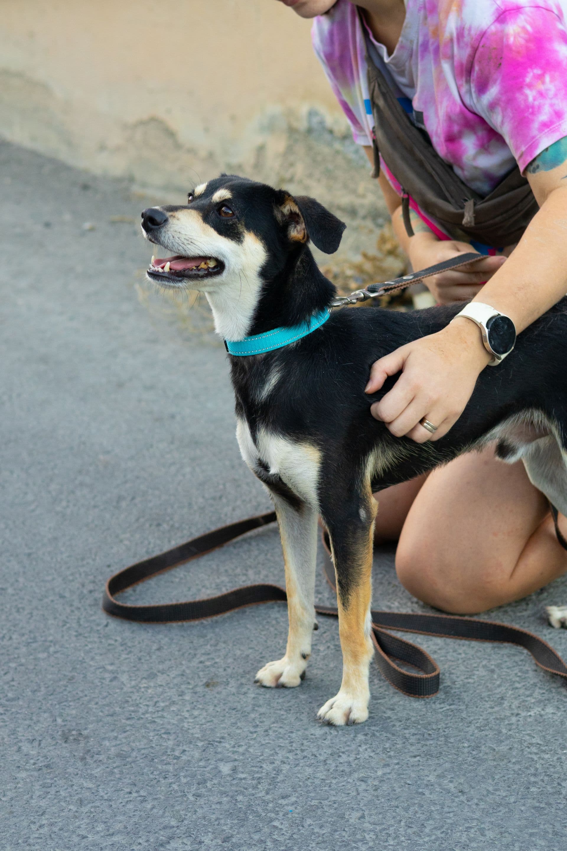 Mike, mixed-breed rescue dog in Cyprus, photo 3