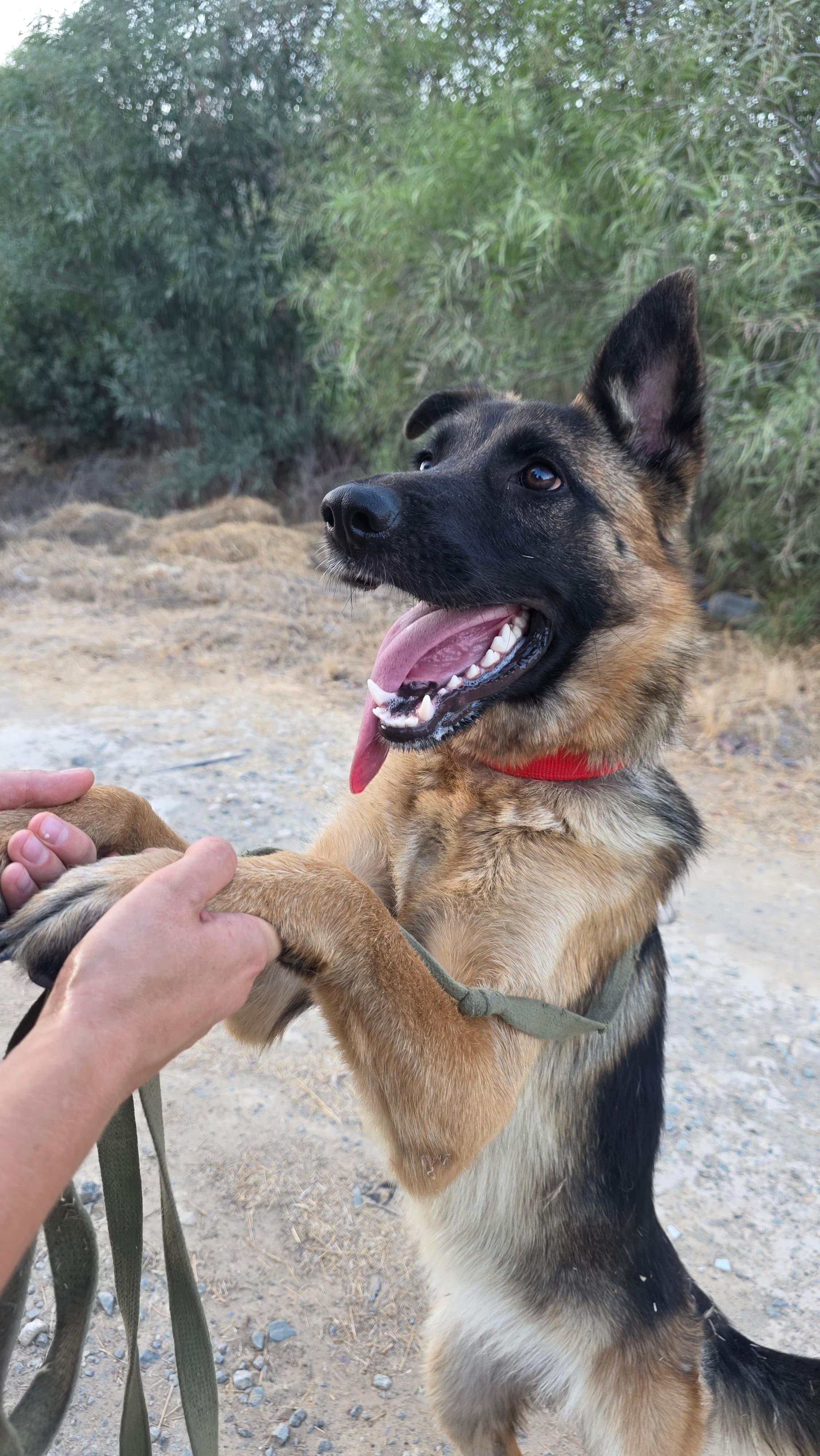 Nala – thumbnail 3