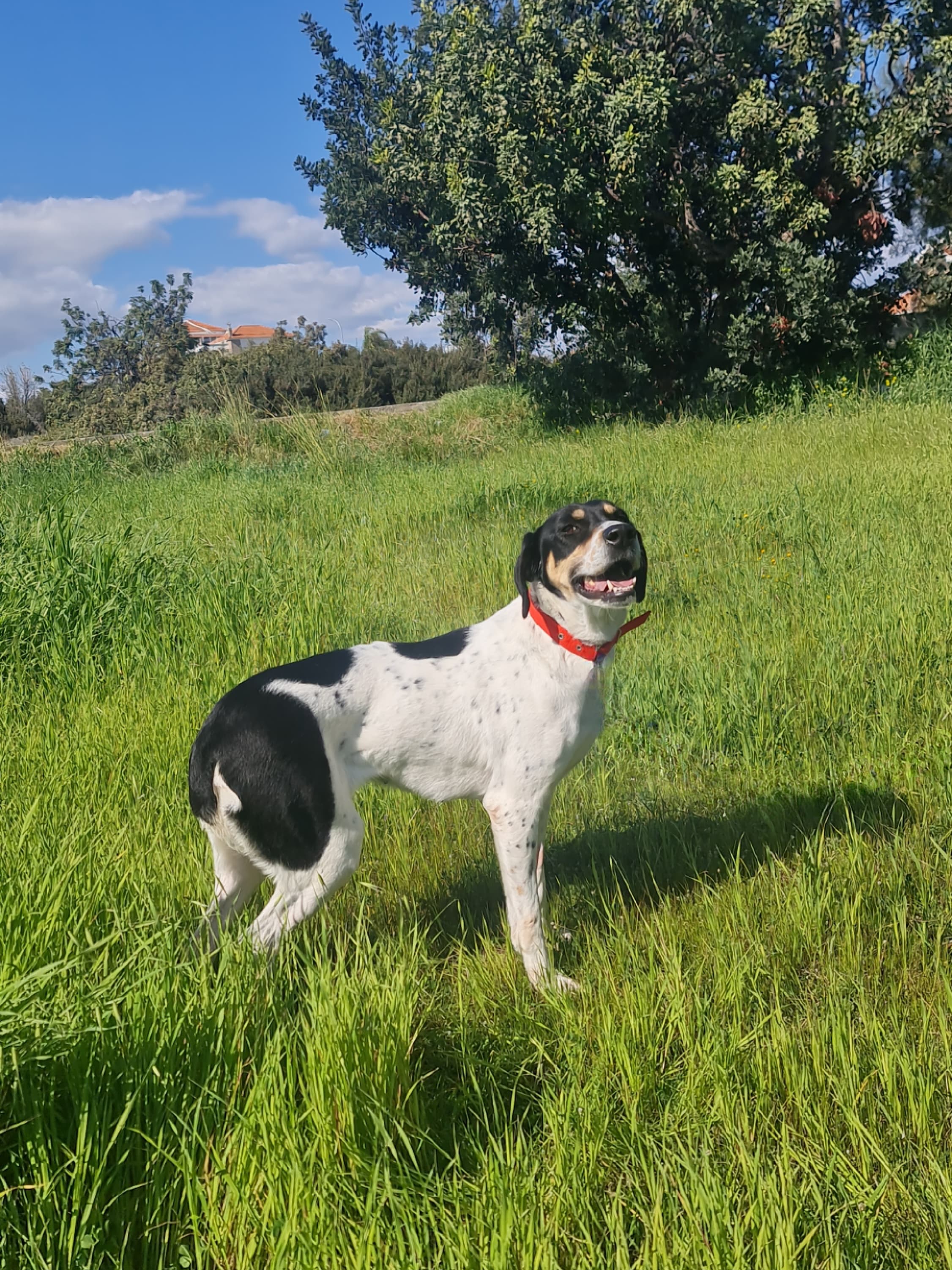 Dorothy – thumbnail 2
