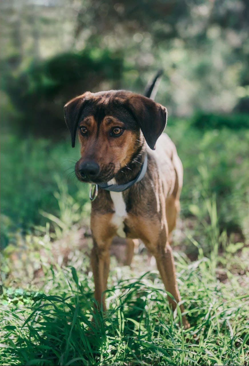 Kodi
