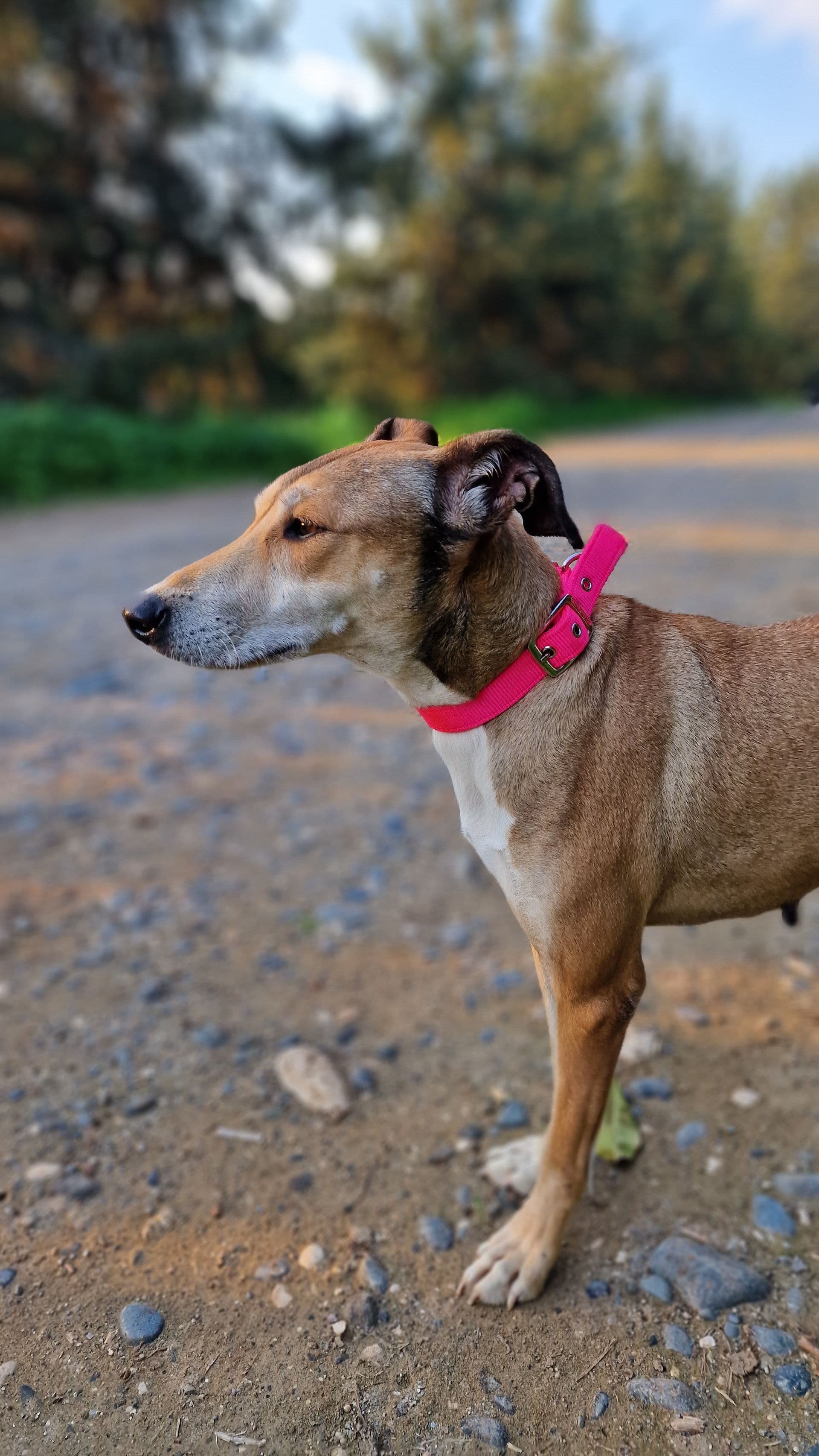 Lucy – thumbnail 4