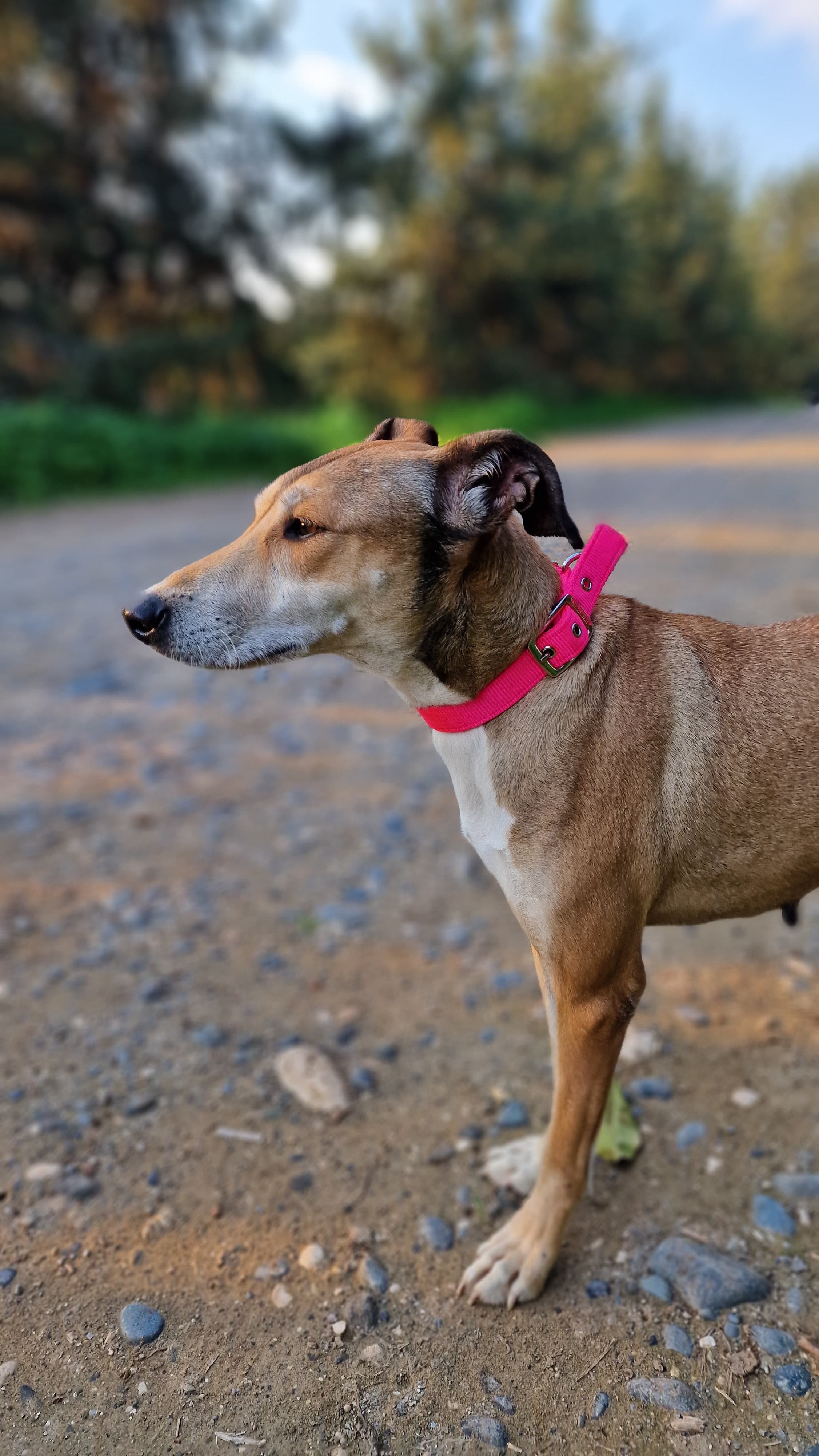 Lucy – thumbnail 4