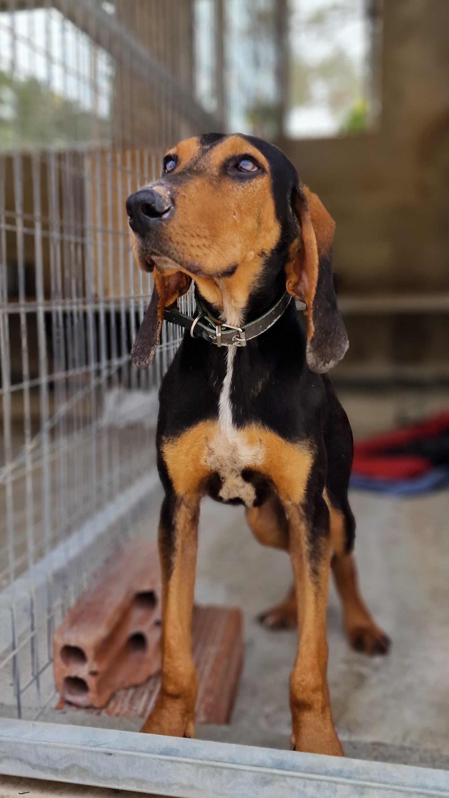 Dobbie – thumbnail 2