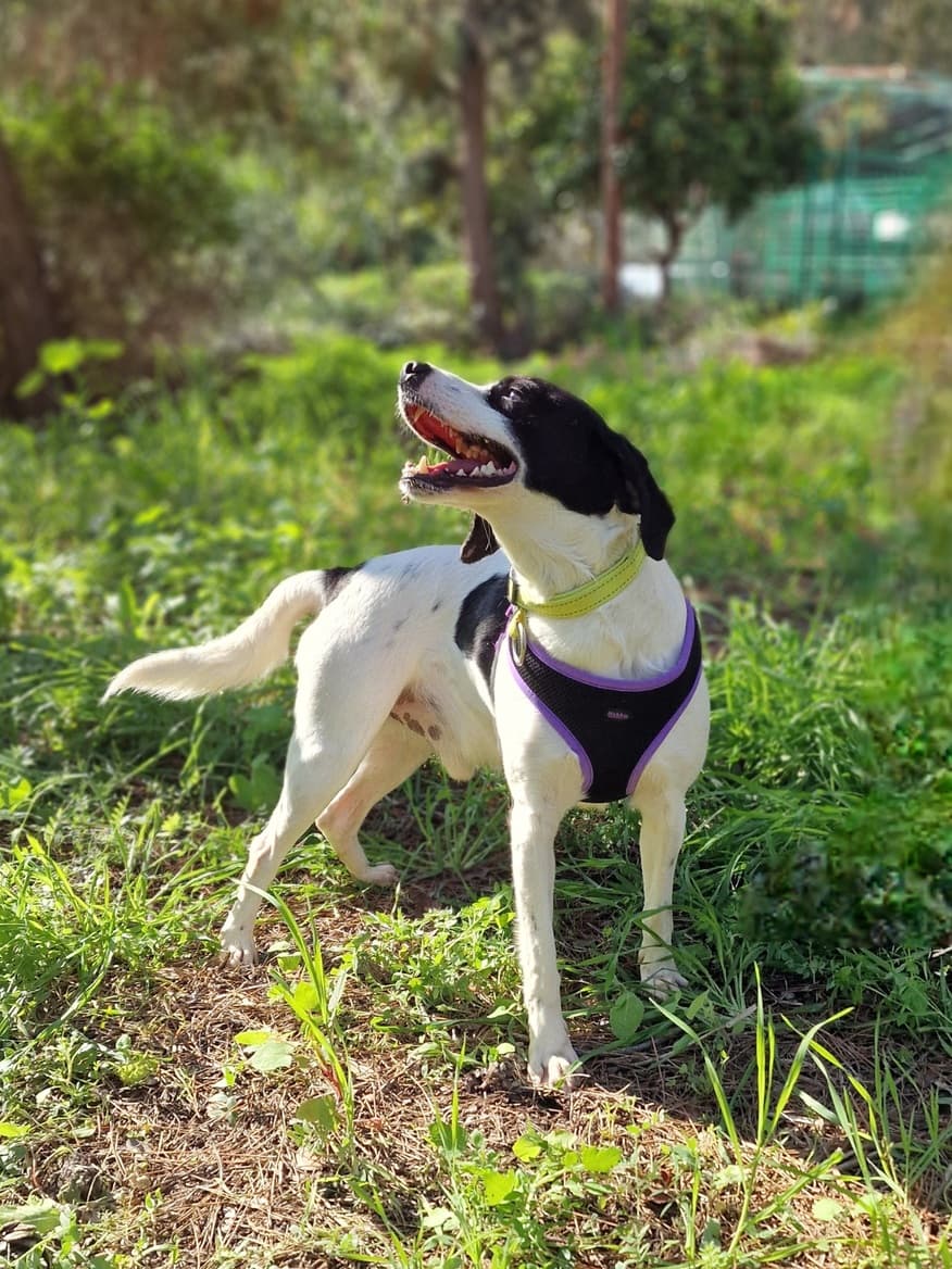 Oreo – photo 1 background