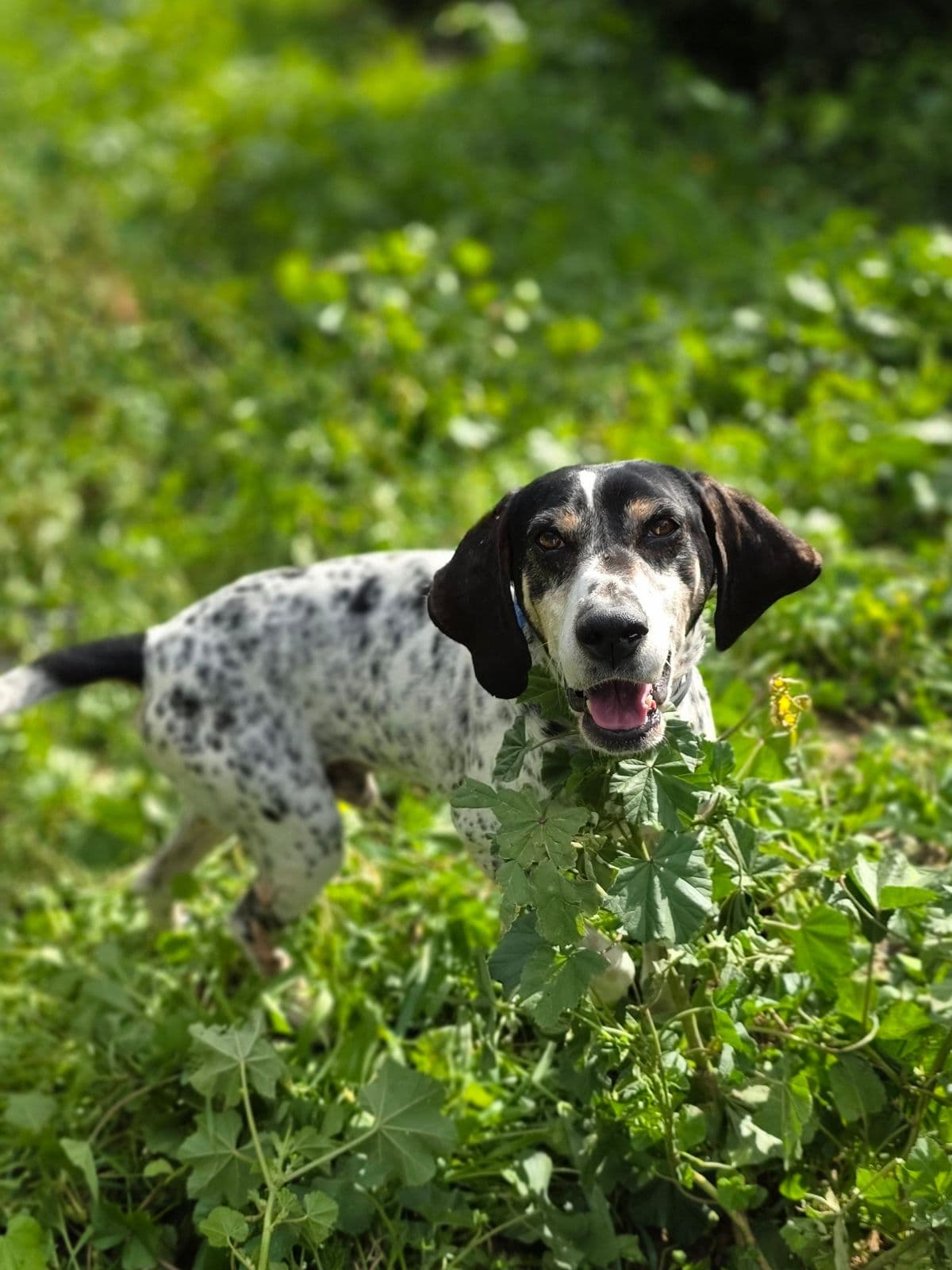 Dixie – photo 1 background