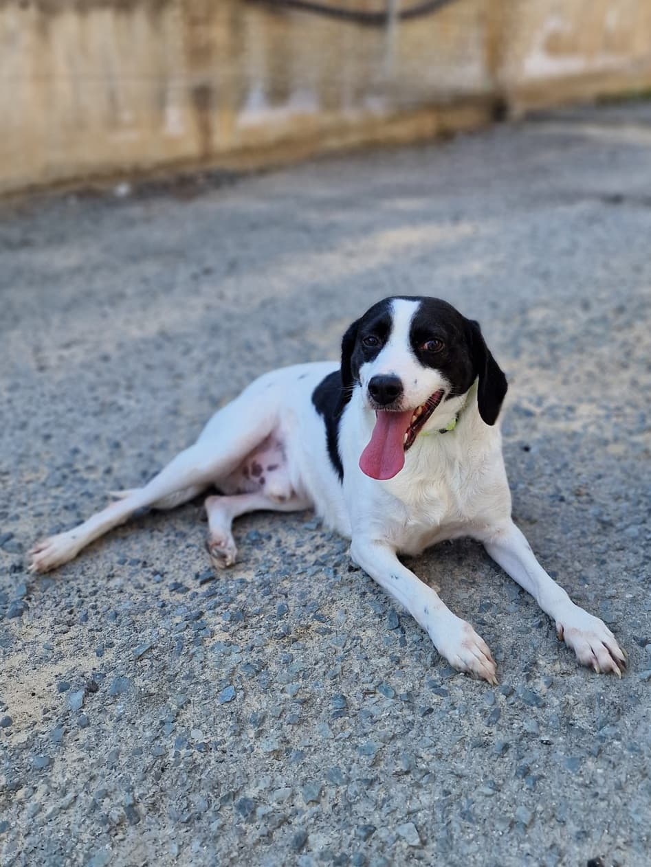 Oreo – thumbnail 3