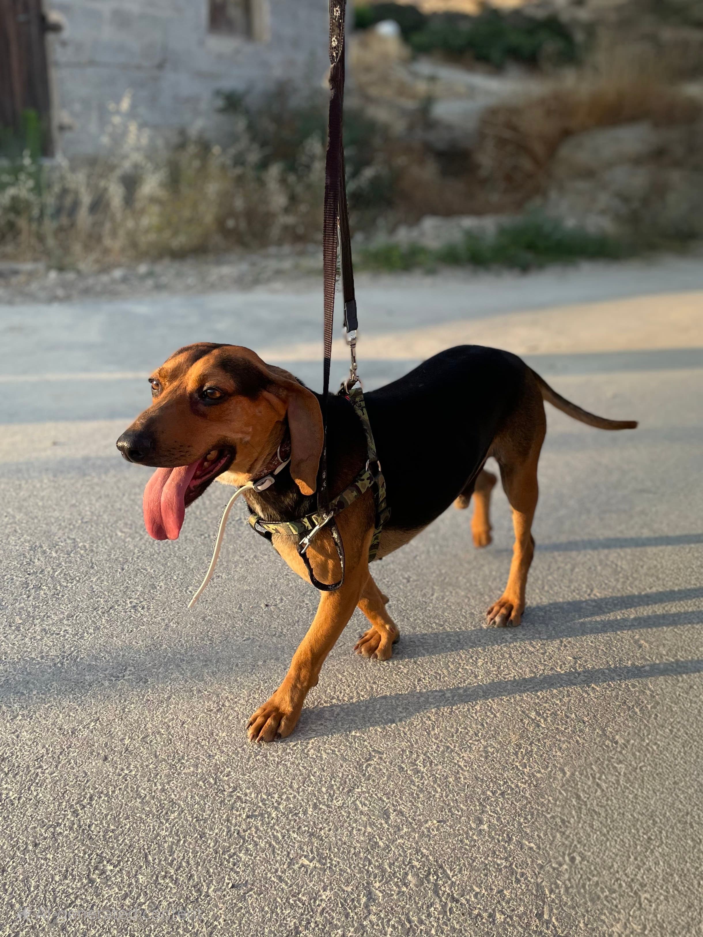 Oscar – thumbnail 3