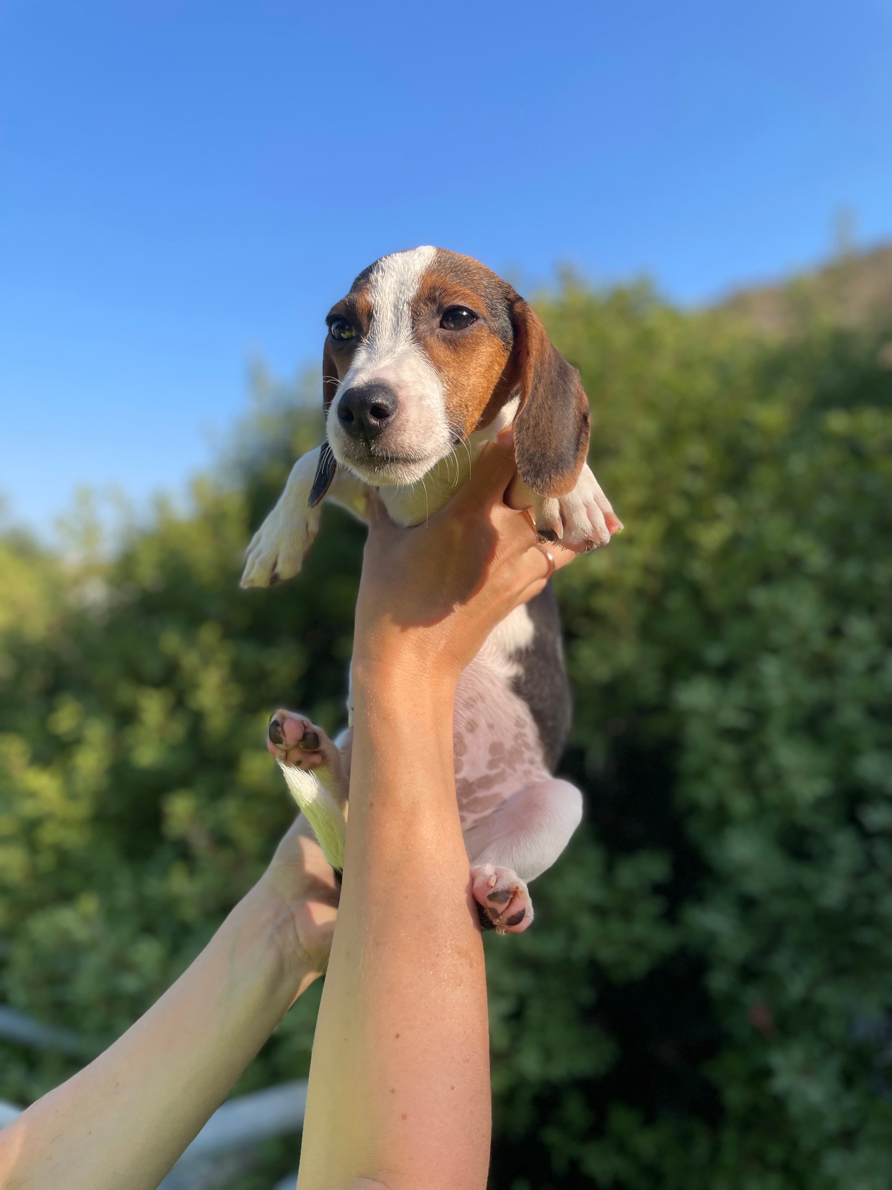 Chip