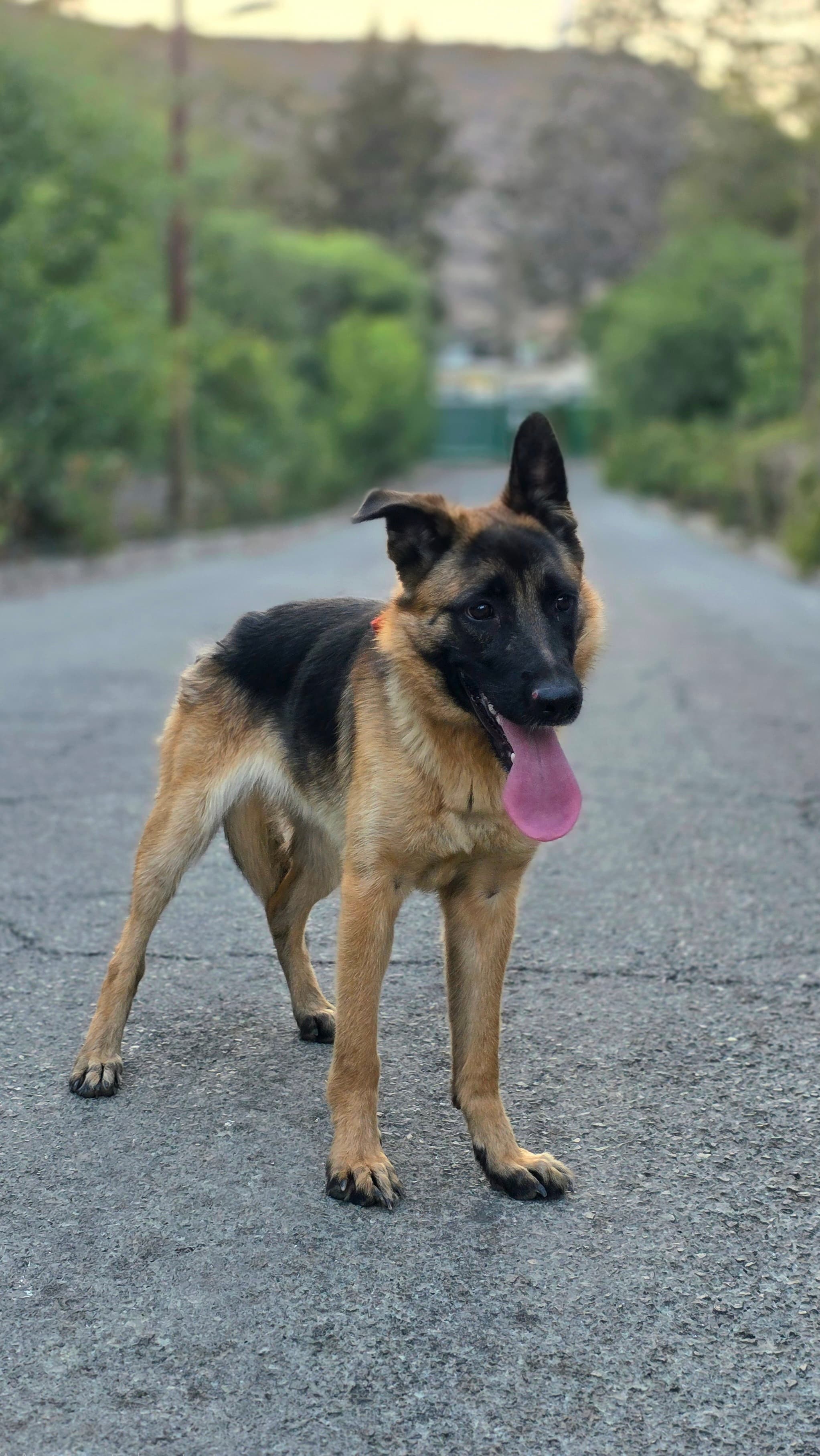 Nala – thumbnail 2