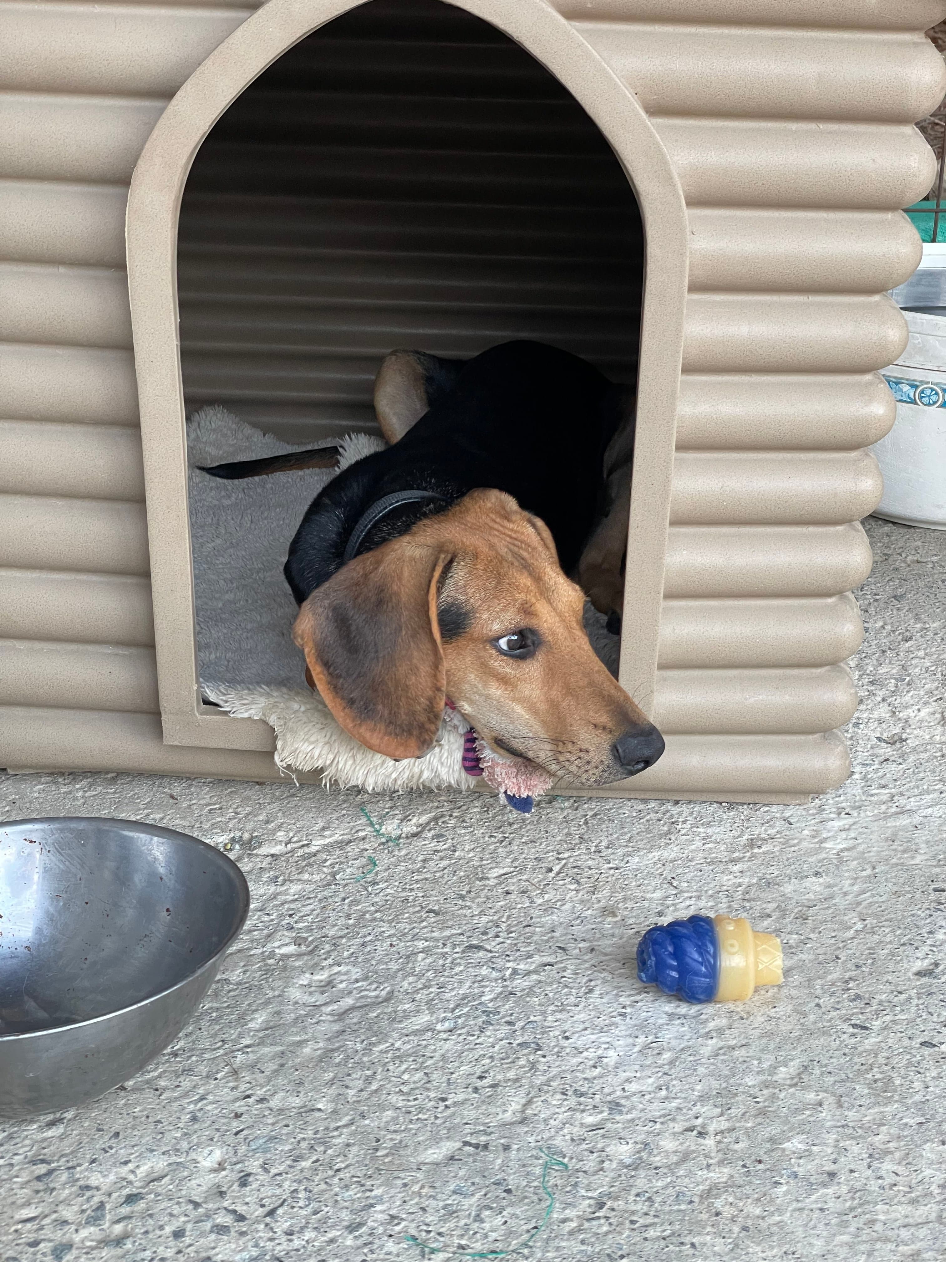 Oliver – thumbnail 6