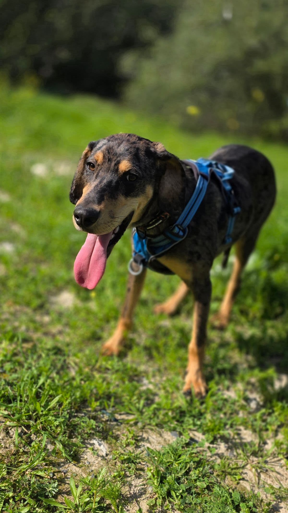 Harris the rescue dog