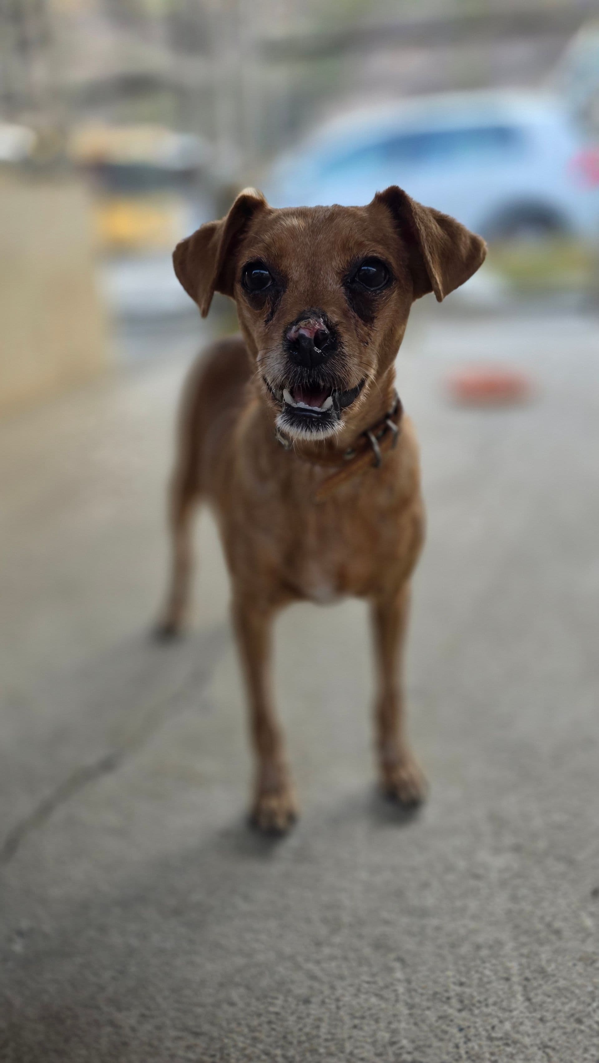 Choco – photo 1 background
