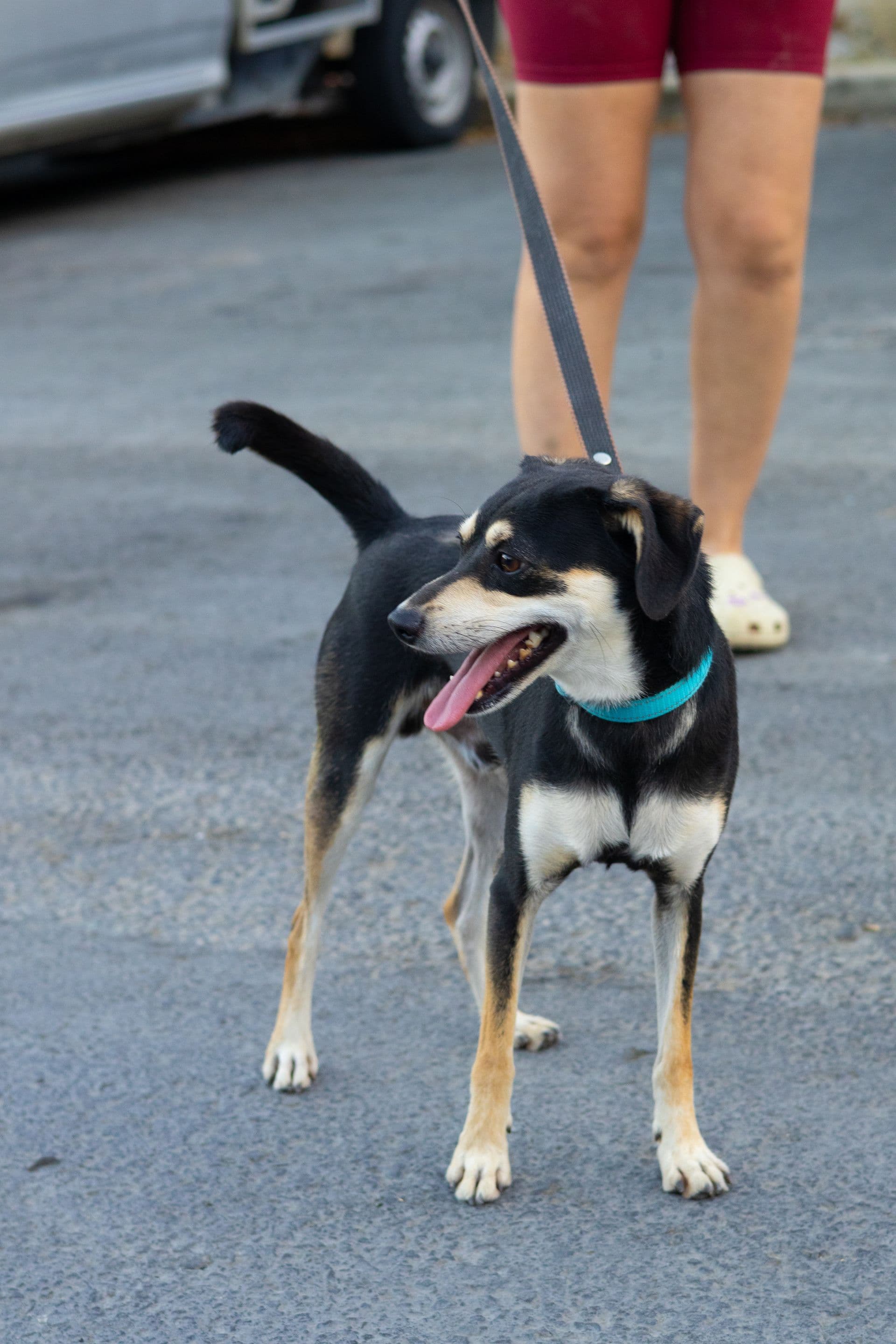 Mike, mixed-breed rescue dog in Cyprus, photo 2