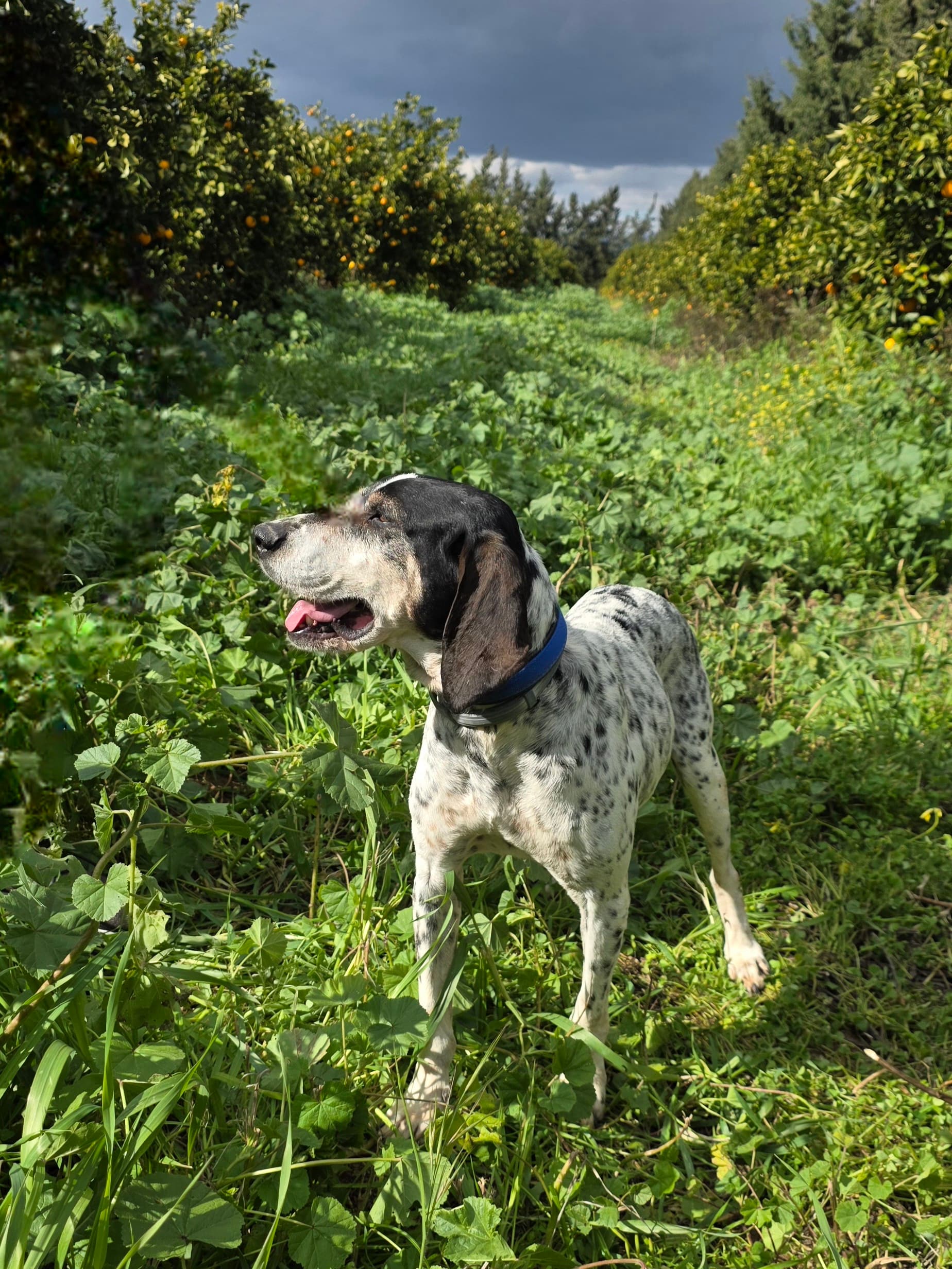 Dixie – thumbnail 3