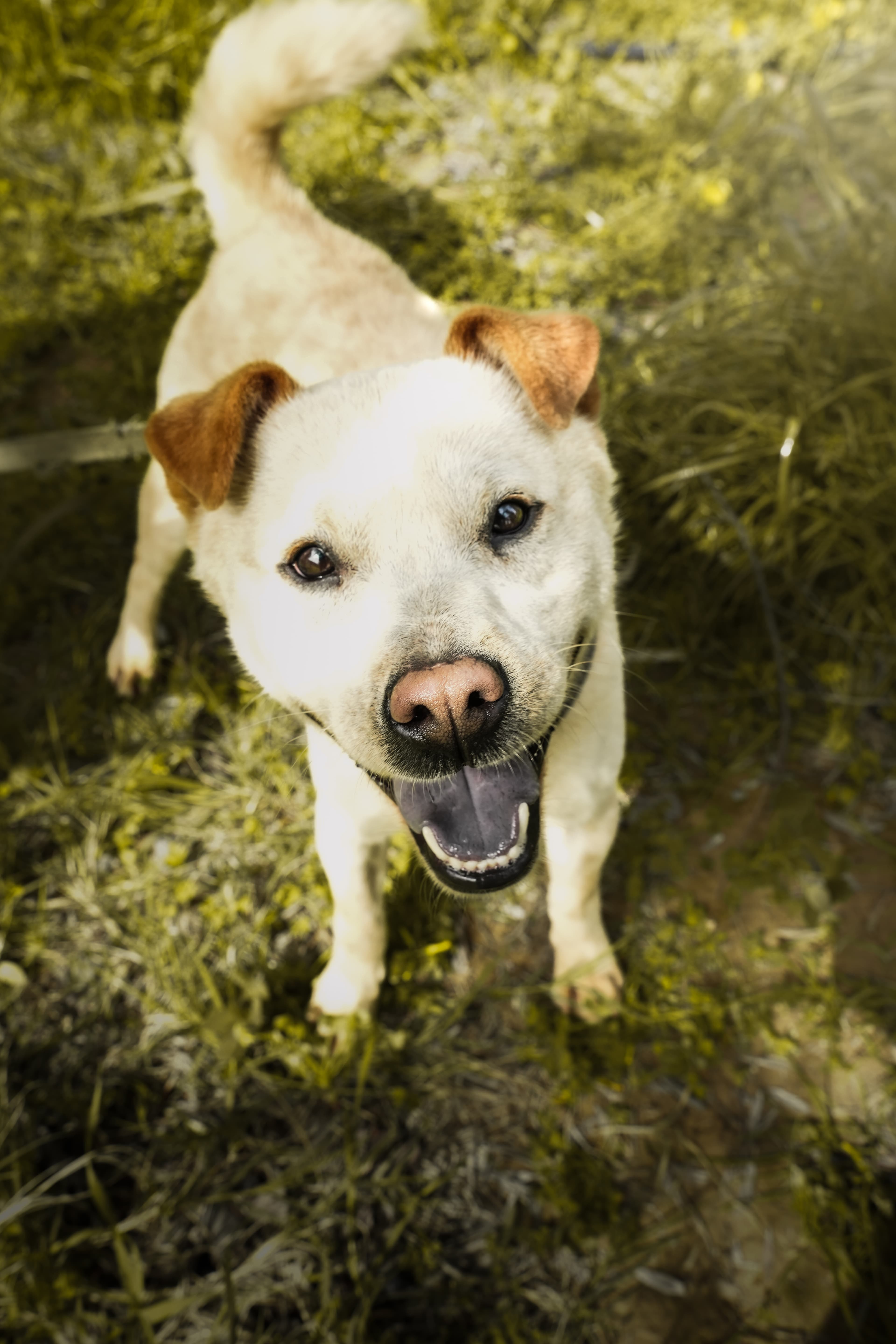 Bear – photo 1 background