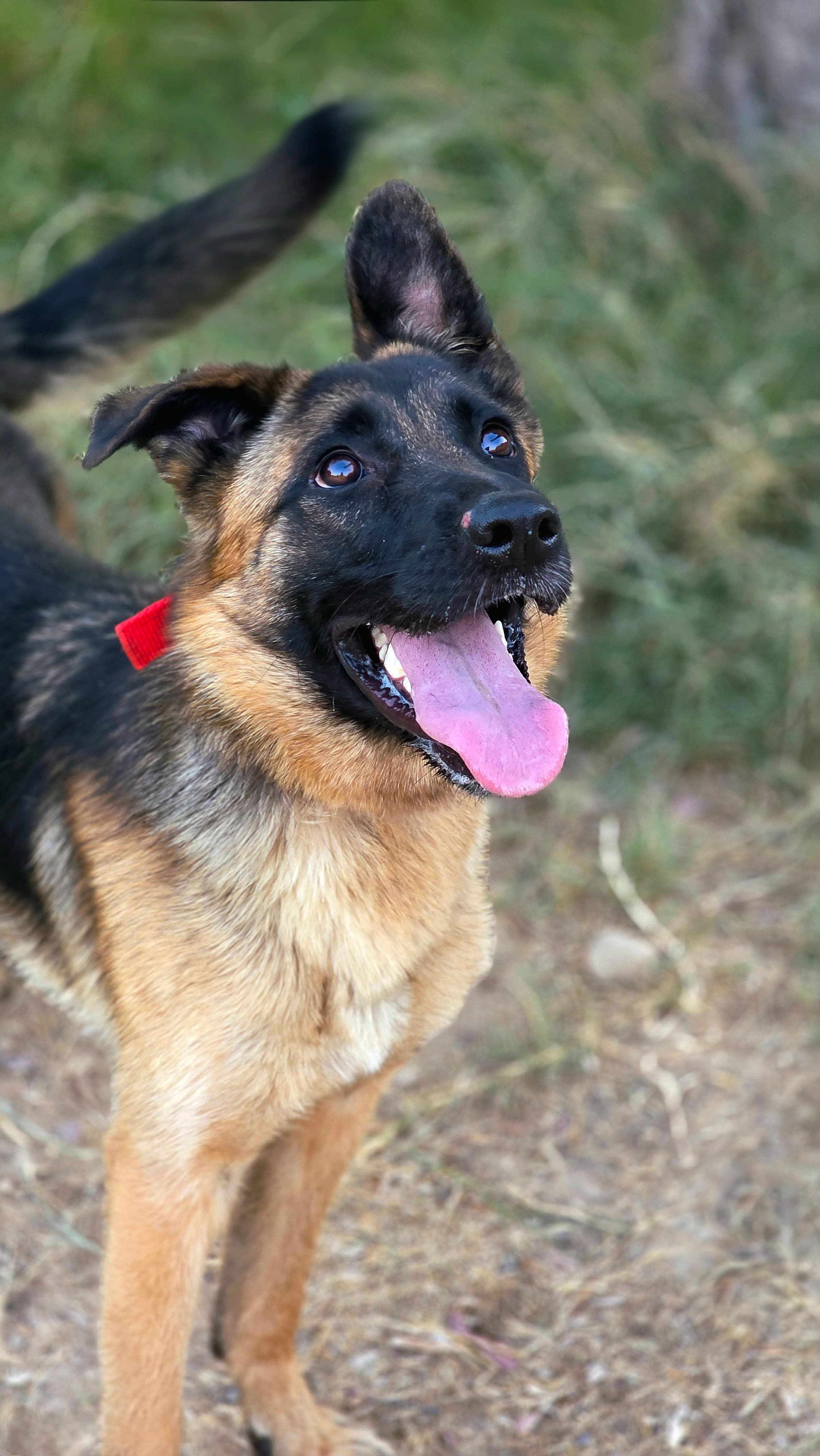 Nala – thumbnail 4