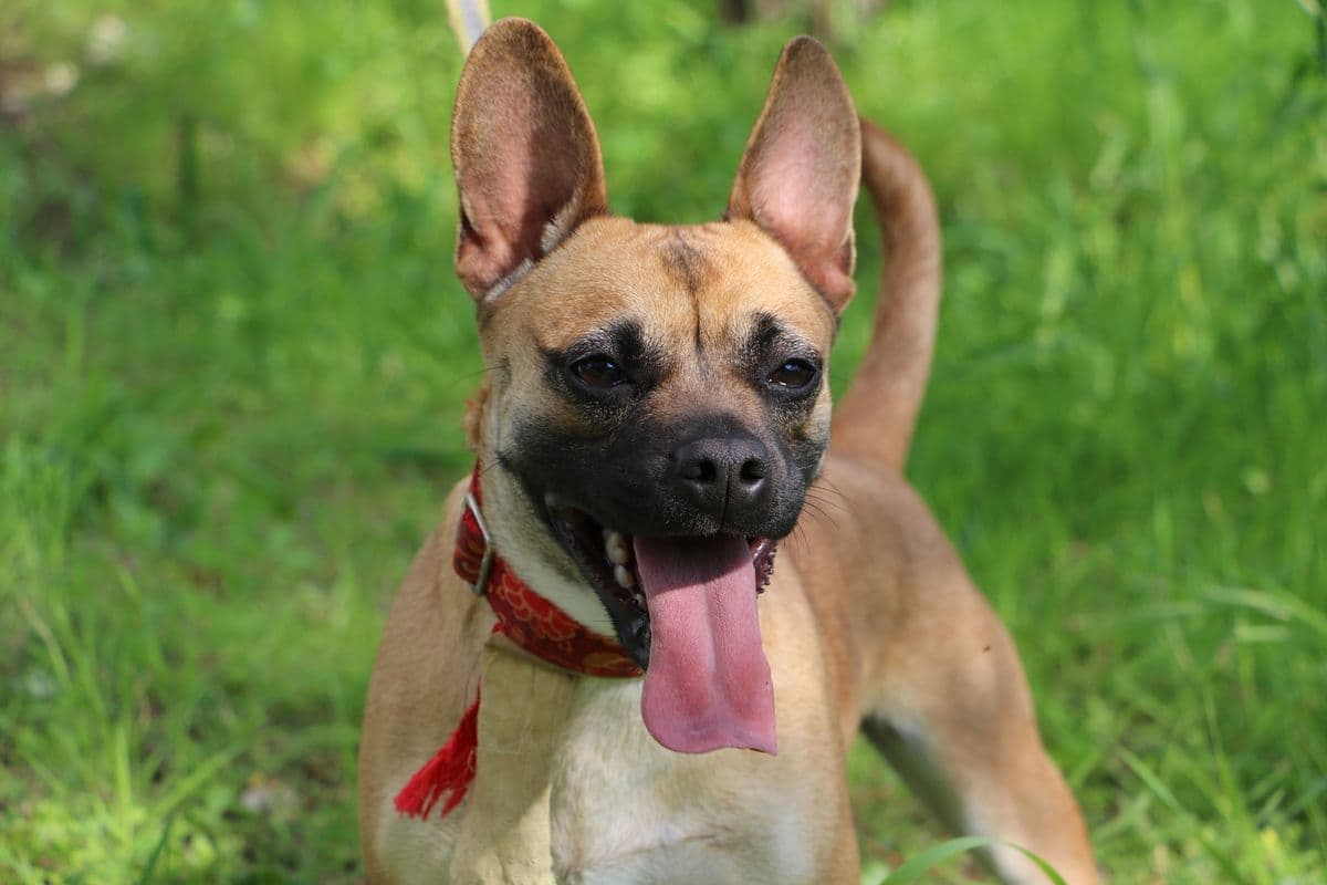 Essential items for welcoming your new dog in Cyprus