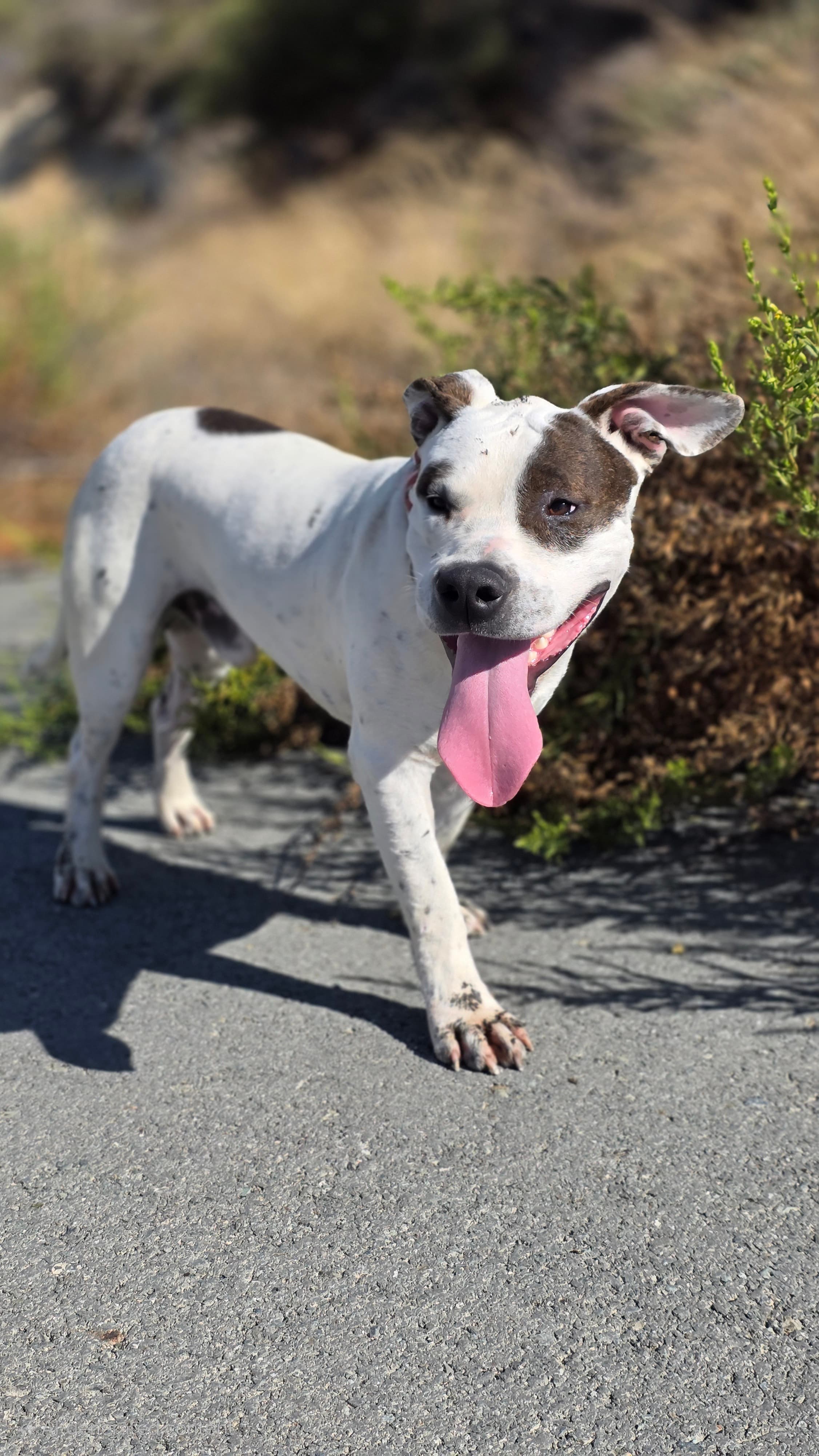 Ziggy – thumbnail 3
