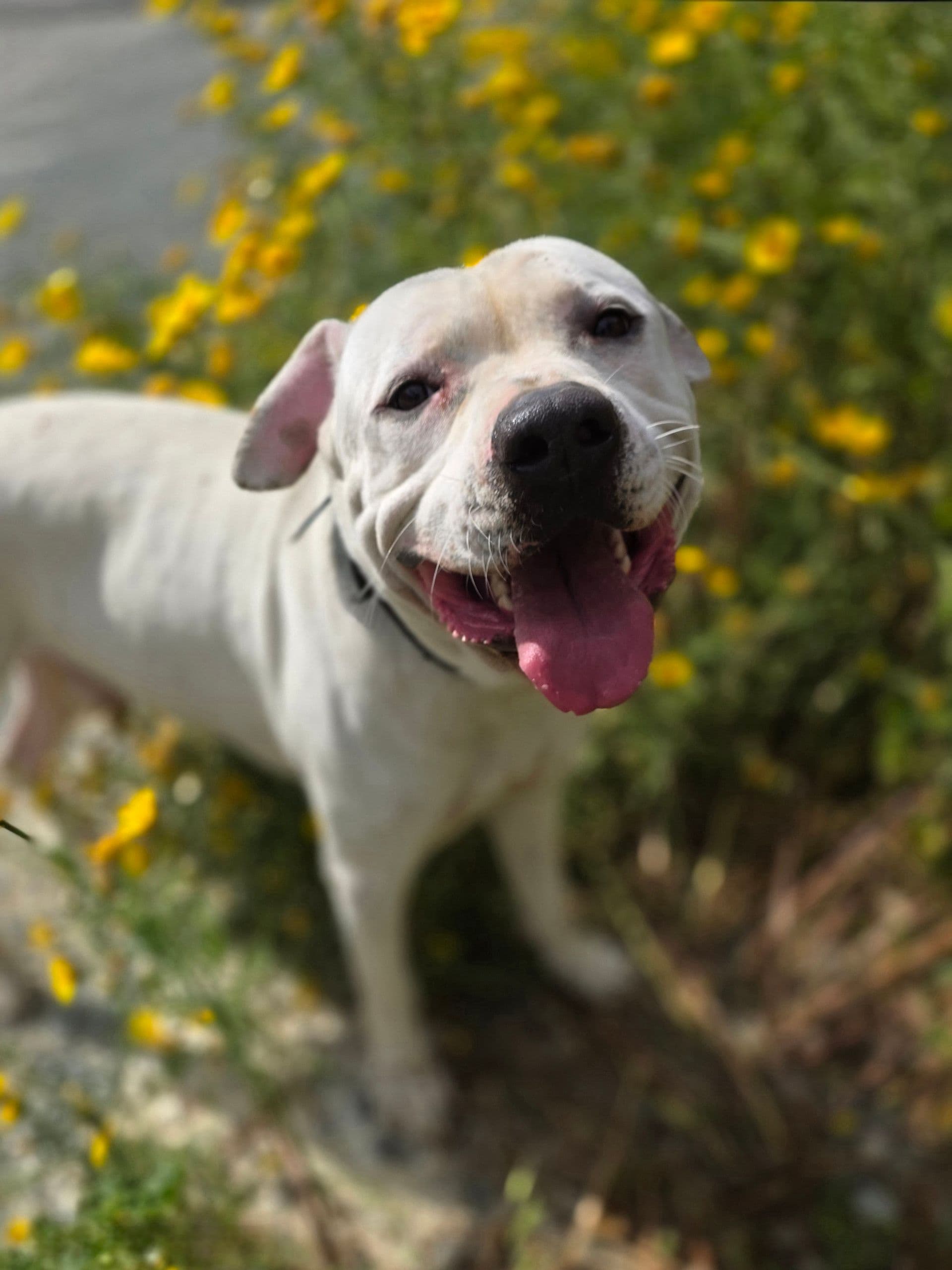 Winston – photo 1 background