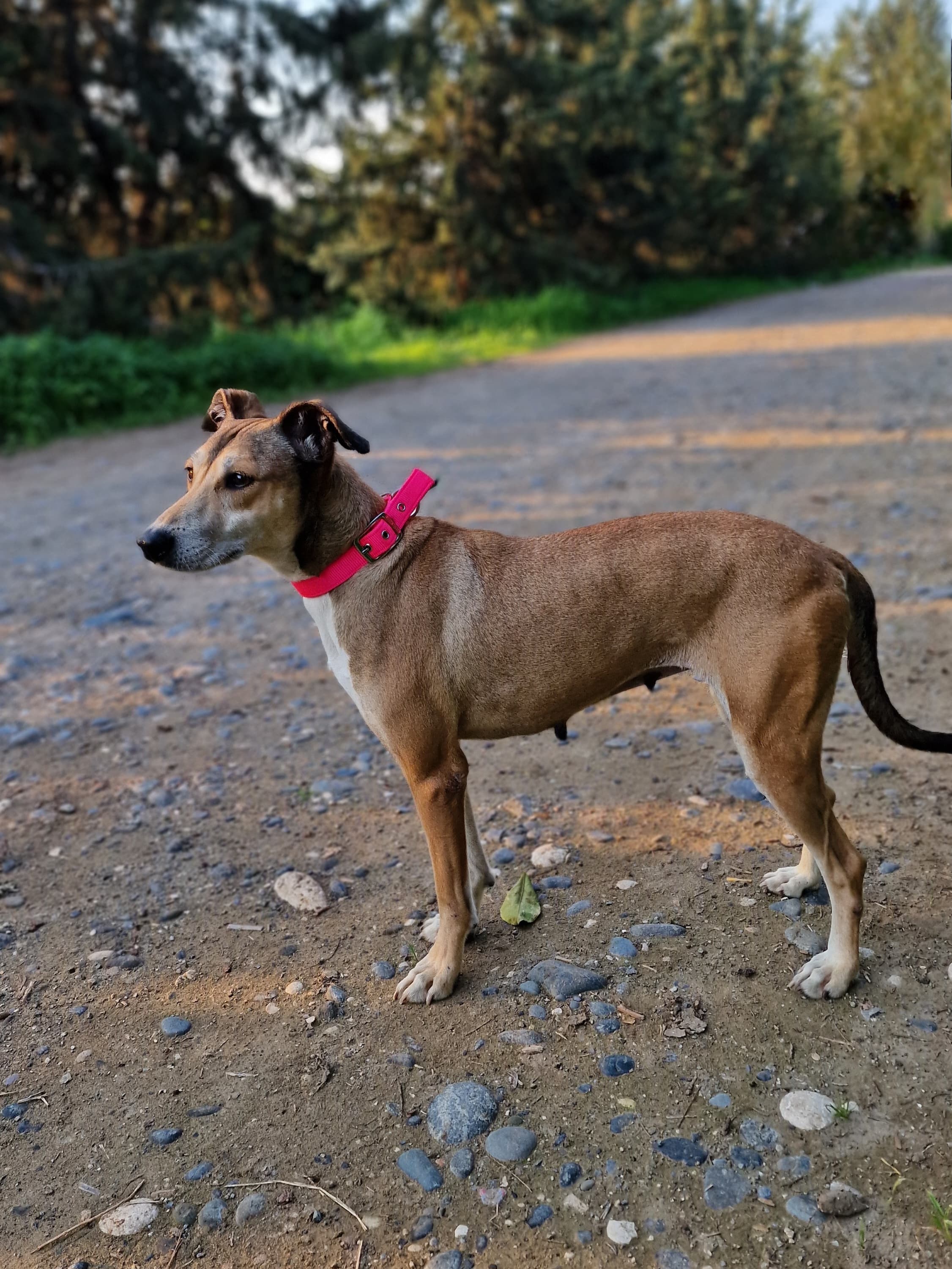 Lucy – thumbnail 2