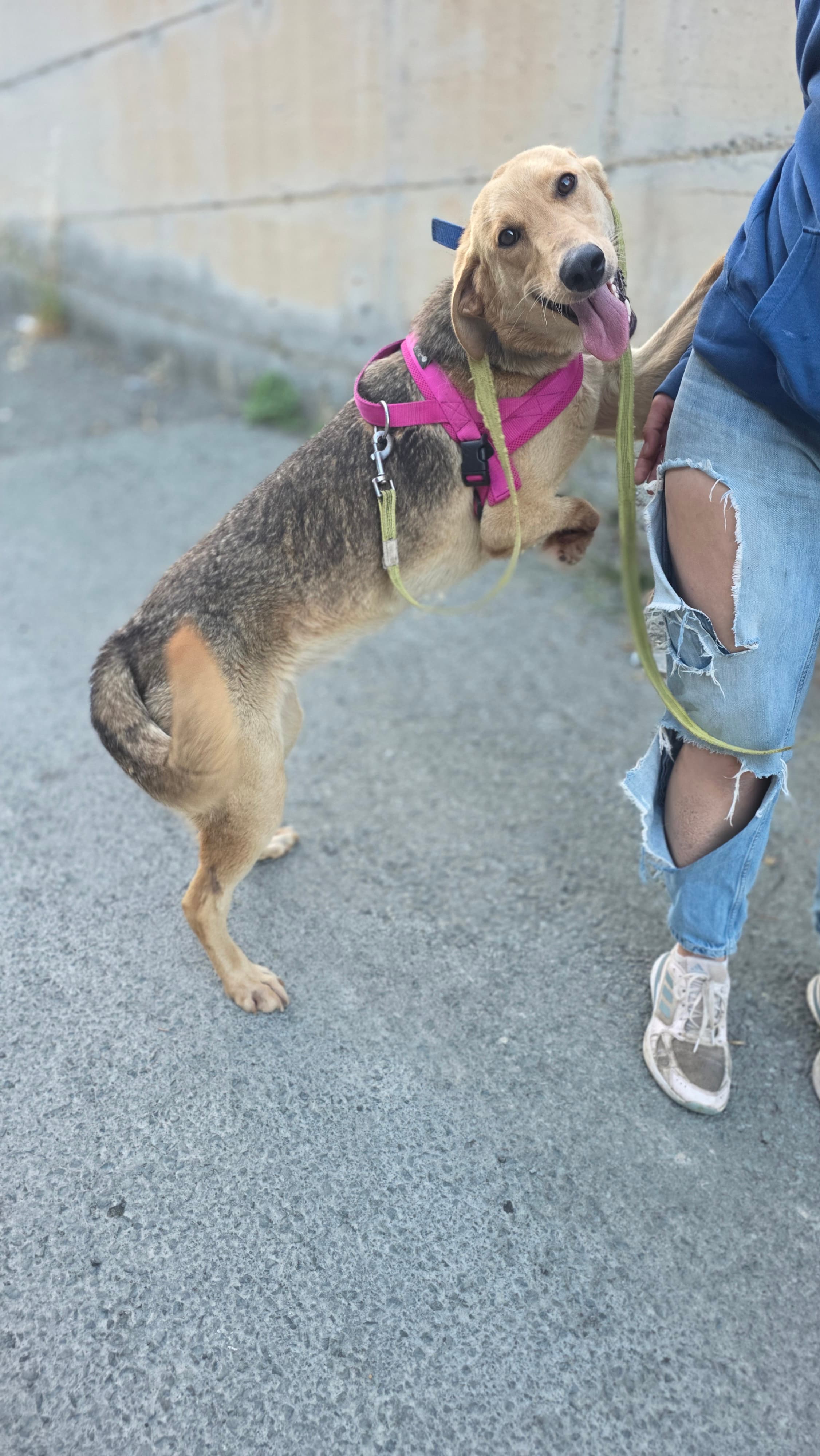Goldie – thumbnail 3
