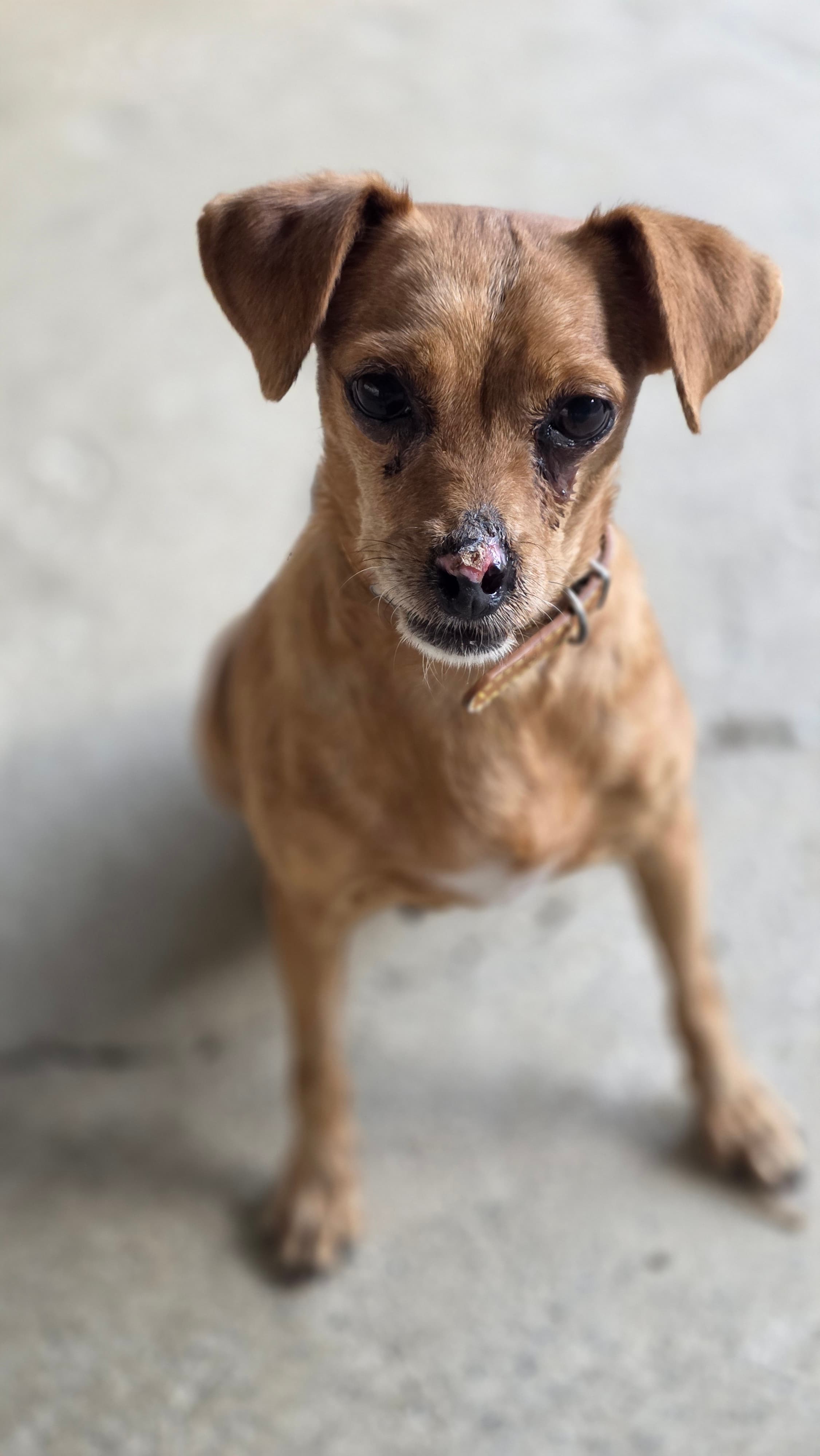 Choco – thumbnail 2