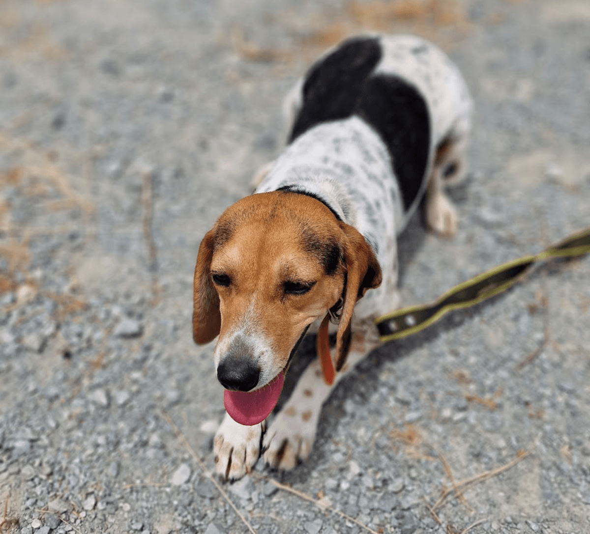 Bella – thumbnail 2