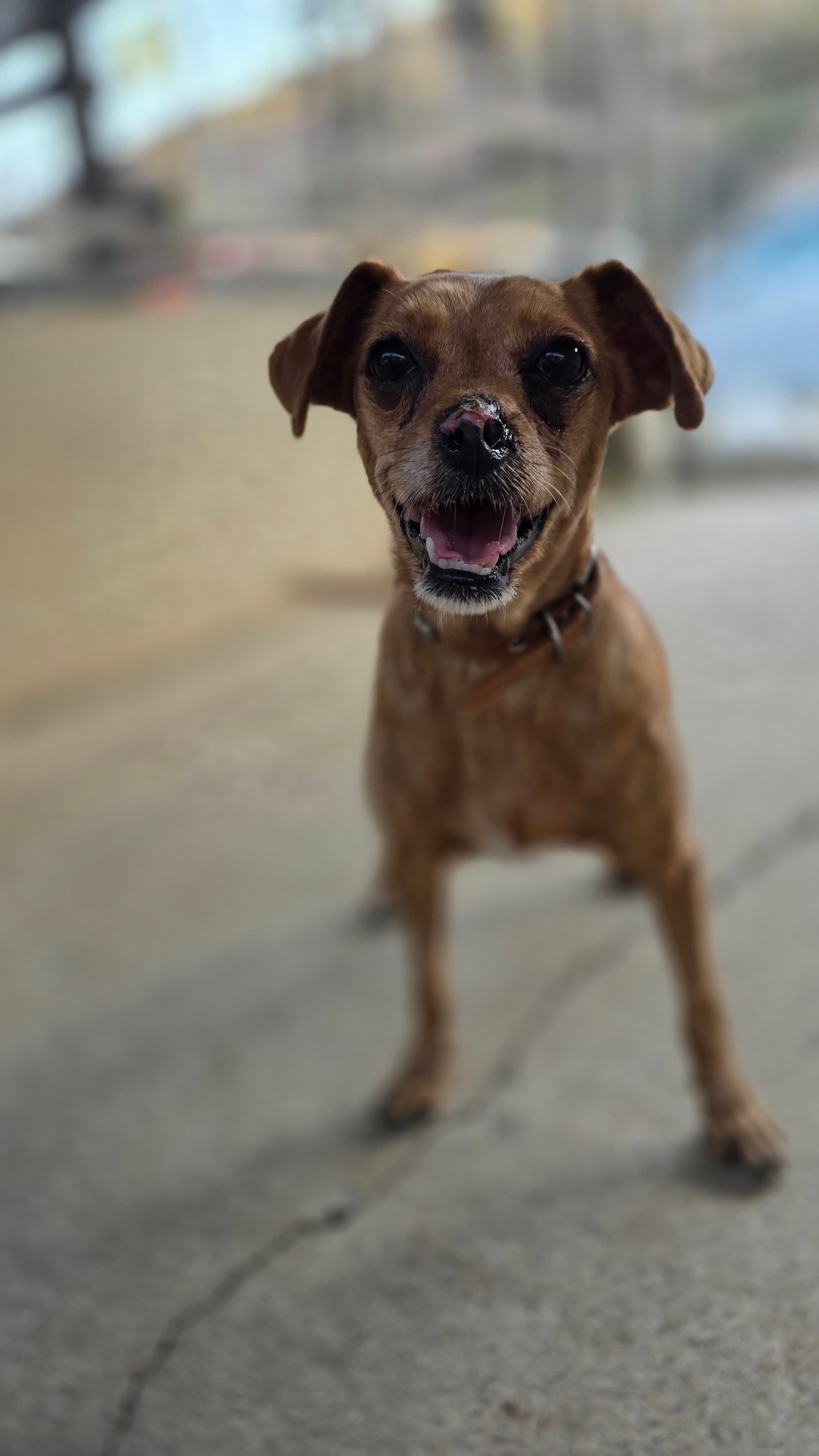 Choco – thumbnail 3