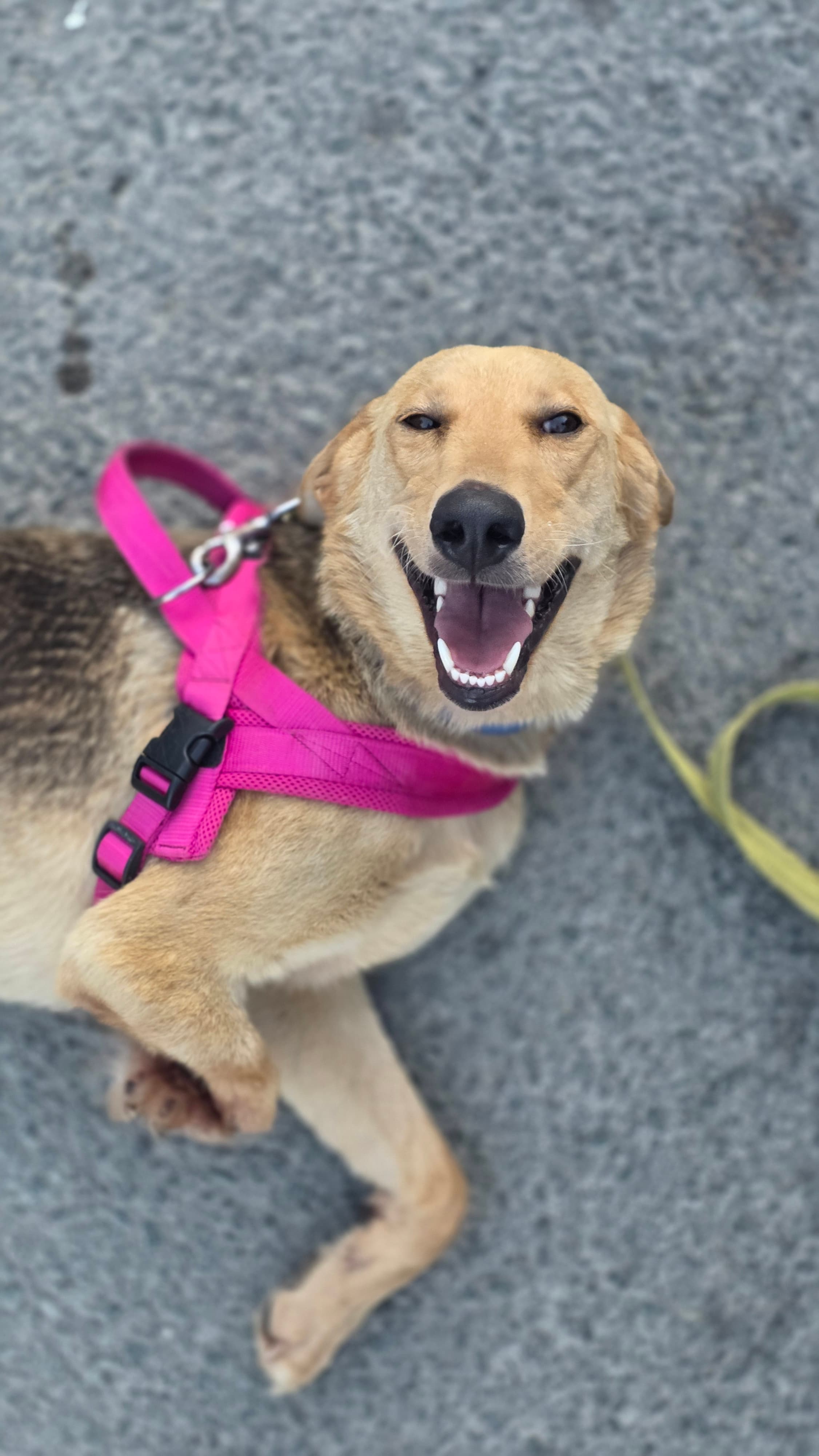 Goldie – photo 1 background