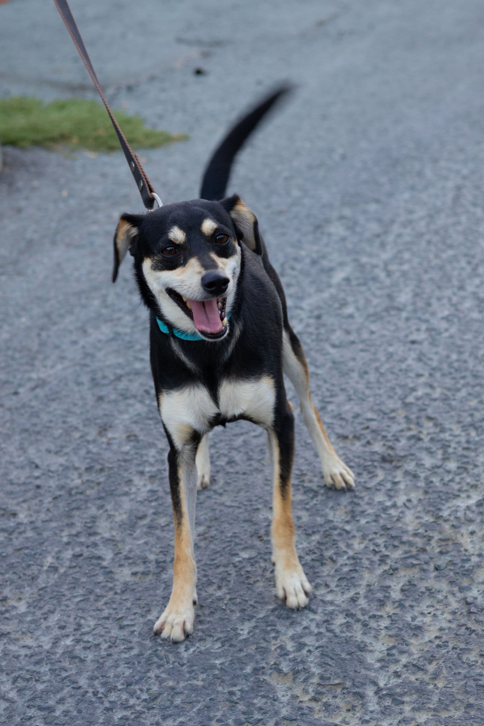 Mike, mixed-breed rescue dog in Cyprus, photo 1