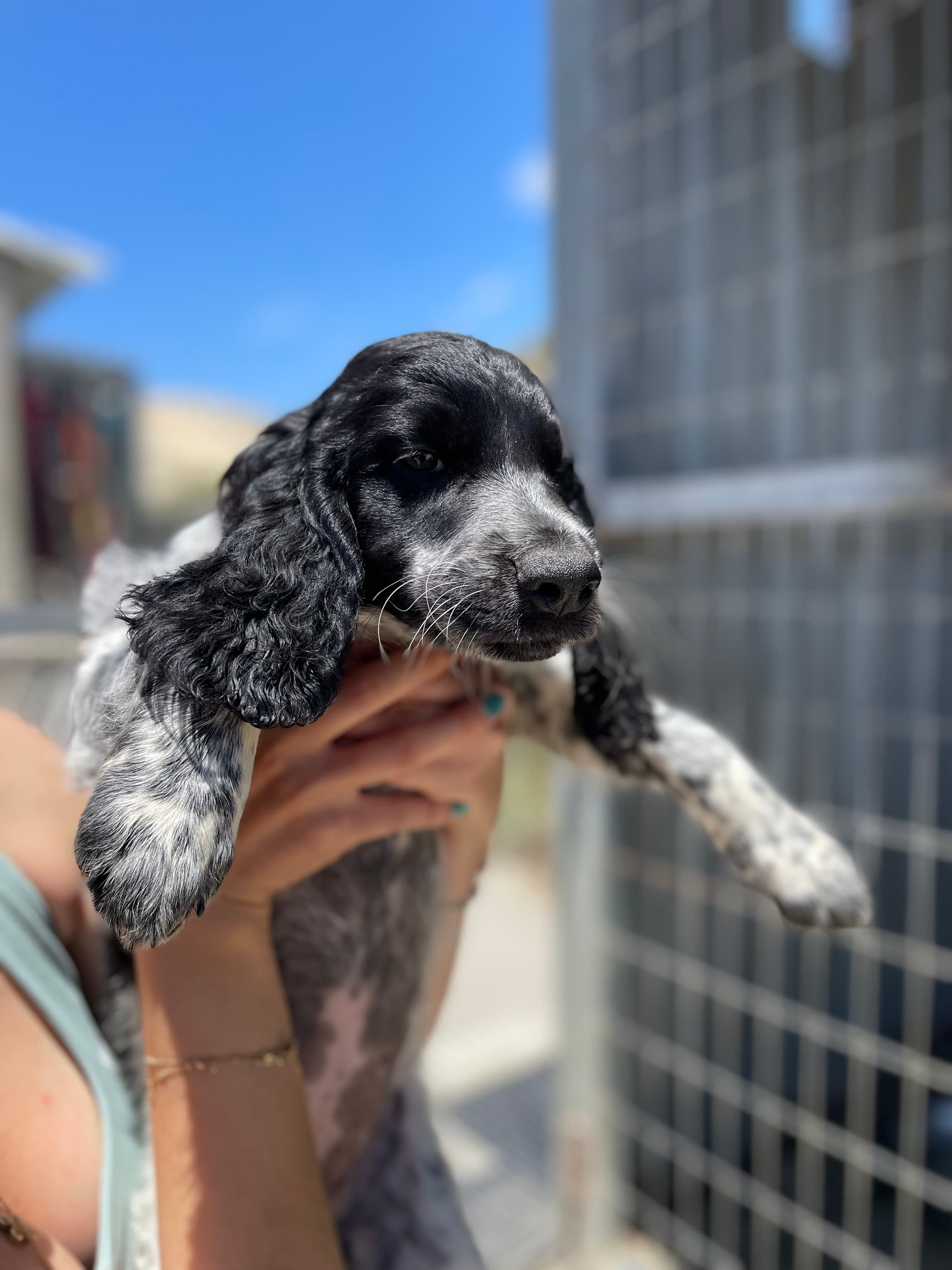 Coco